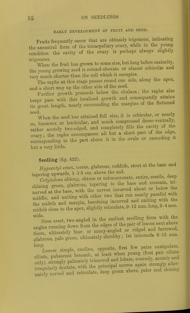 EAELT DEVELOrMENT OP FKUIT AND SEED. Fruits frequently occur that are obtusely trigonous, indicating the ancestral form of the tricarpellary ovary, while in the young condition the cavity of the ovary is perhaps always slightly trigonous. . , , , in i. -i. When the fruit has grown to some size, but long before maturity, the young growing seed is rotund-obovate or almost orbicular and very much shorter than the cell which it occupies. The raphe at this stage passes round one side, along the apex, and a short way up the other side of the seed. Further growth proceeds below the chalaza; the raphe also keeps pace with this locahsed growth and consequently attams Its great length, nearly surrounding the margms of the flattened When the seed has attained full size, it is orbicular, or nearly so, biconvex or lenticular, and much compressed dorso-ventraUy raiher acutely two-edged, and completely fiUs the cavity of the ovary the raphe encompasses aU but a short part of the edge corresponding to the part above it in the ovule or exceeding it but a very little. Seedling (fig, 422). Hypocotyl erect, terete, glabrous, reddish, stout at the base and tanering upwards, 1-1-5 cm. above the soil. c2ledons oblong, obtuse or submucronate, entire, sessile deep shining green, glabrous, tapering to the base and connate, tri- ne vedat'the ia^e, with the nerves incurved about or below the middle and uniting with other two that run nearly paraUe w^^th Te mi'drib and margin, becomiug incurved a^d urn mg with the midrTb close to the apex, shghtly reticulate, 9-12 mm. long. 8-4 mm. '^tem erect, two-angled m the earliest seedhng form with the angks running down from the edges of the pan; of leaves next above them ultimately four- or many-angled or ridged and furrowed glabrous, pale green, ultimately shrubby; 1st mternode 6-15 mm. ^''^eaves simple, cauline, opposite, first few pairs exstipulate ciliate pubescent beneath, at least when young (first pair ciha^e only strongly palmately trinerved and lobate. coarsely, acu elj and Irrell^L^ liL, with the principal nerves again sti-ongly a^^^^^^ nitelv nerved and reticulate, deep green above, paler and sinning