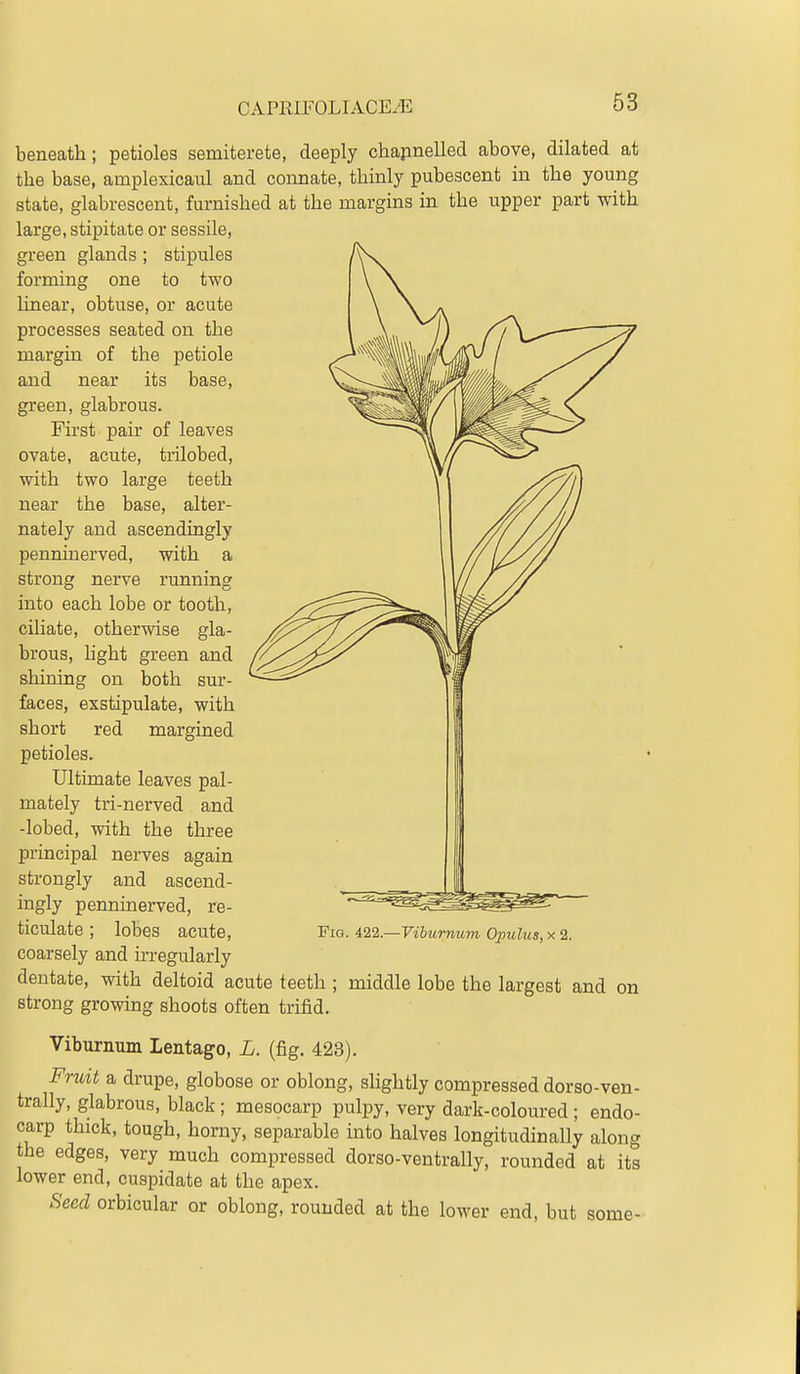 beneath; petioles semiterete, deeply chapnelled above, dilated at the base, amplexicaul and connate, thinly pubescent in the young state, glabrescent, furnished at the margins in the upper part with large, stipitate or sessile, green glands ; stipules forming one to two Unear, obtuse, or acute processes seated on the margin of the petiole and near its base, green, glabrous. First pair of leaves ovate, acute, trilobed, with two large teeth near the base, alter- nately and ascendingly penninerved, with a strong nerve running into each lobe or tootli, ciliate, otherwise gla- brous, hght green and shining on both sur- faces, exstipulate, with short red margined petioles. Ultimate leaves pal- mately tri-nerved and -lobed, with the three principal nerves again strongly and ascend- ingly penninerved, re- ticulate ; lobes acute, coarsely and irregularly dentate, with deltoid acute teeth ; middle lobe the largest and on strong growing shoots often trifid. Viburnum Lentago, L. (fig. 423). Fruit a drupe, globose or oblong, slightly compressed dorso-ven- trally, glabrous, black ; mesocarp pulpy, very dark-coloured ; endo- carp thick, tough, horny, separable into halves longitudinally along the edges, very much compressed dorso-ventrally, rounded at its lower end, cuspidate at the apex. Seed orbicular or oblong, rounded at the lower end, but some- Fig. 422.—Viburnum Opulus, x 2.