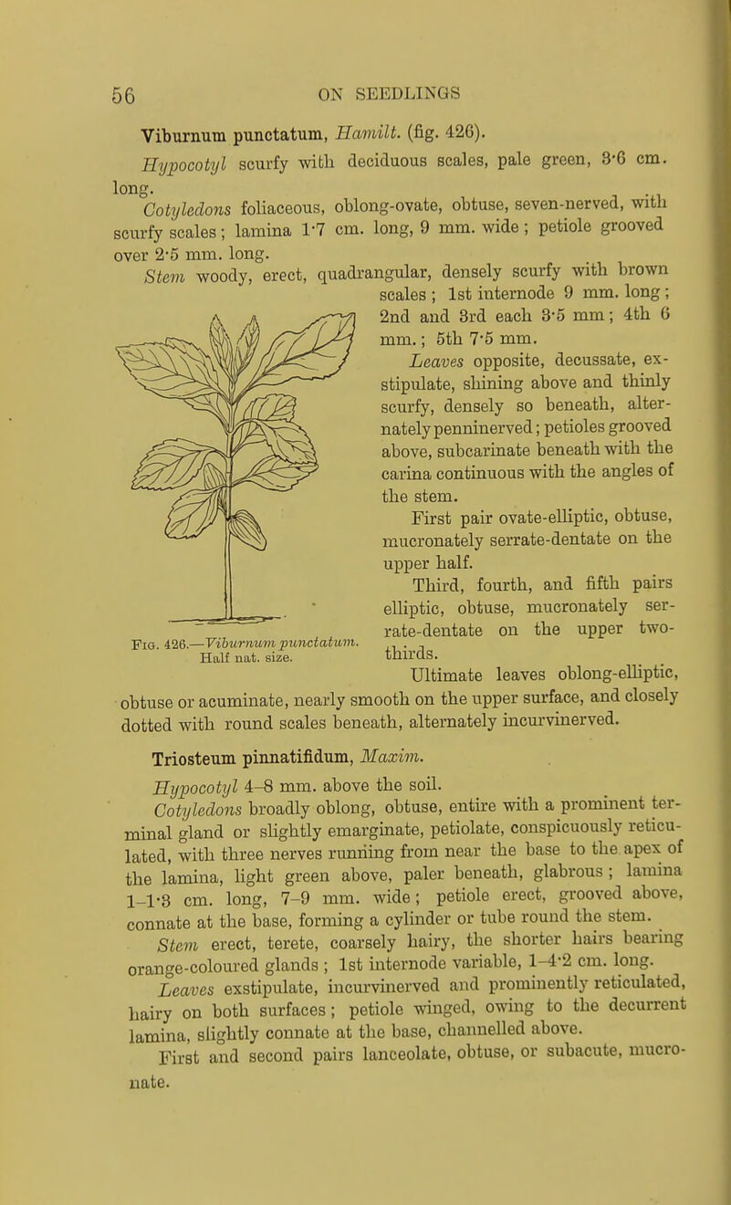 Viburnum punctatum, Haviilt. (fig. 426). Hypocotyl scurfy with deciduous scales, pale green, 3-6 cm. long. Cotyledons foliaceous, oblong-ovate, obtuse, seven-nerved, with scurfy scales; lamina I'T cm. long, 9 mm. wide; petiole grooved over 2-5 mm. long. Stem woody, erect, quadrangular, densely scurfy with brown scales ; 1st internode 9 mm. long ; 2nd and Brd each 3-5 mm; 4th 0 mm.; 5th 7'5 mm. Leaves opposite, decussate, ex- stipulate, shining above and thinly scurfy, densely so beneath, alter- nately penninerved; petioles grooved above, subcarinate beneath with the carina continuous with the angles of the stem. First pair ovate-elHptic, obtuse, mucronately serrate-dentate on the upper half. Third, fourth, and fifth pairs elliptic, obtuse, mucronately ser- rate-dentate on the upper two- thirds. Ultimate leaves oblong-eUiptic, obtuse or acuminate, nearly smooth on the upper surface, and closely dotted with round scales beneath, alternately incurvinerved. Triosteum pinnatifidum, Maxim. Hypocotyl 4-8 mm. above the soil. Cotyledons broadly oblong, obtuse, entire with a prominent ter- mmal gland or sUghtly emarginate, petiolate, conspicuously reticu- lated, with three nerves runriing from near the base to the apex of the lamina, Hght green above, paler beneath, glabrous ; lamina 1-1-8 cm. long, 7-9 mm. wide; petiole erect, grooved above, connate at the base, forming a cylinder or tube round the stem. Stem erect, terete, coarsely hairy, the shorter hairs bearing orange-coloured glands ; 1st internode variable, 1-4-2 cm. long. Leaves exstipulate, incurvuierved and prominently reticulated, hairy on both surfaces ; petiole mnged, owing to the decurrent lamina, slightly connate at the base, channelled above. First and second pairs lanceolate, obtuse, or subacute, mucro- nate. Fig. 426.—Viburnmn punctatuvi. Half nat. size.