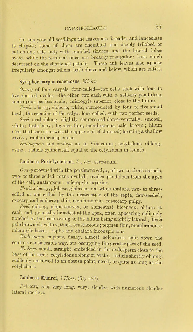 On one year old seedlings the leaves are broader and lanceolate to elliptic; some of them are rhomboid and deeply trilobed or cut on one side only with rounded sinuses, and the lateral lobes ovate, while the terminal ones are broadly triangular; base much decurrent on the shortened petiole. These cut leaves also appear irregularly amongst others, both above and below, which are entire. Symphoricarpus racemosus, Michx. Ovary of four carpels, four-celled—two cells each with four to five aborted ovules—the other two each with a solitary pendulous anatropous perfect ovule; micropyle superior, close to the hilum. Fruit a berry, globose, white, surmomited by four to five small teeth, the remains of the calyx, four-celled, with two perfect seeds. Seed oval-oblong, slightly compressed dorso-ventrally, smooth, white ; testa bony; tegmen thin, membranous, pale brown ; hilum near the base (otherwise the upper end of the seed) forming a shallow cavity; raphe inconspicuous. Endosperm and embryo as in Viburnum ; cotyledons oblong- ovate ; radicle cylindrical, equal to the cotyledons in length. Lonicera Periclymenum, L., var. serotinum. Ovary crowned with the persistent calyx, of two to three carpels, two- to three-celled, many-ovuled ; ovules pendulous from the apex of the cell, anatropous ; micropyle superior. Fruit a berry, globose, glabrous, red when mature, two- to three- celled or one-celled by the destruction of the septa, few-seeded; exocarp and endocarp thin, membranous ; mesocarp pulpy. Seed oblong, plano-convex, or somewhat biconvex, obtuse at each end, generally broadest at the apex, often appearing obliquely notched at the base owing to the hilum being slightly lateral; testa pale brownish-yellow, thick, crustaceous ; tegmen thin, membranous ; micropyle basal; raphe and chalaza inconspicuous. Endosperm copious, fleshy, almost colourless, split down the centre a considerable way, but occupying the greater part of the seed. Evibryo small, straight, embedded in the endosperm close to the base of the seed ; cotyledons oblong or ovate ; radicle shortly oblong, suddenly narrowed to an obtuse point, nearly or quite as long as the cotyledons. Lonicera Mmiroi, '}Hort. (fig. 427), Primary root very long, wiry, slender, with numerous slender lateral rootlets.