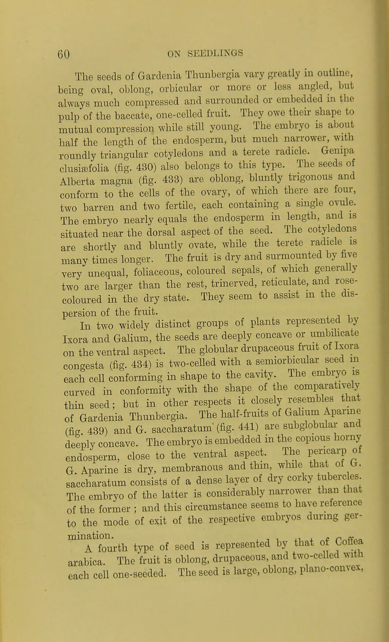 The seeds of Gardenia Thunhergia vary greatly in outline, hcing oval, ohlong, orbicular or more or less angled, but always much compressed and surrounded or embedded in the pulp of the baccate, one-celled fruit. They owe their shape to mutual compression while still young. The embryo is about half the length of the endosperm, but much narrower, with roundly triangular cotyledons and a terete radicle. Genipa clusifefolia (fig. 430) also belongs to this type. The seeds of Alberta magna (fig. 433) are oblong, bluntly trigonous and conform to the cells of the ovary, of which there are four, two barren and two fertile, each containing a single ovule. The embryo nearly equals the endosperm in length, and is situated near the dorsal aspect of the seed. The cotyledons are shortly and bluntly ovate, while the terete radicle is many times longer. The fruit is dry and surmounted by five very unequal, foliaceous, coloured sepals, of which generally two are larger than the rest, trinerved, reticulate, and rose- coloured in the dry state. They seem to assist m the dis- persion of the fruit. In two widely distinct groups of plants represented by Ixora and Gahum, the seeds are deeply concave or umbihcate on the ventral aspect. The globular drupaceous frmt of Ixora congesta (fig. 434) is two-celled with a semiorbicular seed m each cell conforming in shape to the cavity. The embryo is curved in conformity with the shape of the comparatively thin seed; but in other respects it closely resembles that of Gardenia Thunbergia. The half-fruits of Galium Aparme (fig 439) and G. saccharatum' (fig. 441) are subglobular and deeply concave. The embryo is embedded in the copious horny endosperm, close to the ventral aspect. The pericarp of G. Aparine is dry, membranous and thm, while that of G. saccharatum consists of a dense layer of dry corky uberc es The embryo of the latter is considerably narrower than that of the former ; and this circumstance seems to have reference to the mode of exit of the respective embryos durmg ger- '^'''a fourth type of seed is represented by that of Coffea arabica. The fruit is oblong, drupaceous, and two-celled with each cell one-seeded. The seed is large, oblong, plano-convex,