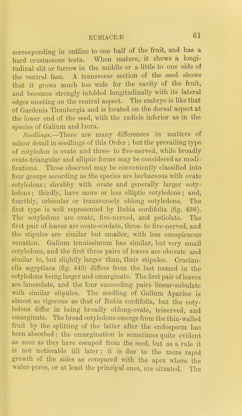 corresponding in outline to one half of the fruit, and has a hard crustaceous testa. When mature, it shows a longi- tudinal slit or furrow in the middle or a little to one side of the ventral face. A transverse section of the seed shows that it grows much too wide for the cavity of the fruit, and becomes strongly infolded longitudinally with its lateral edges meeting on the ventral aspect. The embryo is like that of Gardenia Thunbergia and is located on the dorsal aspect at the lower end of the seed, with the radicle inferior as in the species of Galium and Ixora. Seedlings.—There are many differences in matters of minor detail in seedlings of this Order ; but the prevailing type of cotyledon is ovate and three- to five-nerved, while broadly ovate-triangular and elliptic forms may be considered as modi- fications. Those observed may be conveniently classified into four groups according as the species are herbaceous with ovate cotyledons; shrubby with ovate and generally larger coty- ledons ; thirdly, have more or less elliptic cotyledons ; and, fourthly, orbicular or transversely oblong cotyledons. The first type is well represented by Eubia cordifolia (fig. 438). The cotyledons are ovate, five-nerved, and petiolate. The first pair of leaves are ovate-cordate, three- to five-nerved, and the stipules are similar but smaller, with less conspicuous venation. Galium tenuissimum has similar, but very small cotyledons, and the first three pairs of leaves are obovate and similar to, but slightly larger than, their stipules. Crucian- ella aegyptiaca (fig. 443) differs from the last named in the cotyledons being larger and emarginate. The first pair of leaves are lanceolate, and the four succeeding pairs linear-subulate with similar stipules. The seedhng of Galium Aparine is almost as vigorous as that of Eubia cordifolia, but the coty- ledons differ in being broadly oblong-ovate, trinerved, and emarginate. The broad cotyledons emerge from the thin-walled fruit by the sphtting of the latter after the endosperm has been absorbed; the emargination is sometimes quite evident as soon as tbey have escaped from the seed, but as a rule it is not noticeable till later; it is due to the more rapid growth of the sides as compared with the apex where the water-pores, or at least the principal ones, are situated. Tbe
