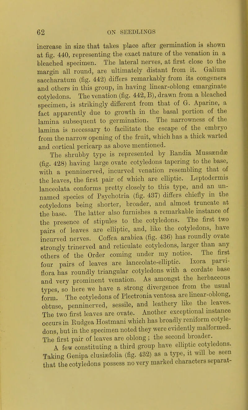 increase in size that takes place after germination is shown at fig. 440, representing the exact nature of the venation in a bleached specimen. The lateral nerves, at first close to the margin all round, are ultimately distant from it. Galium saccharatum (fig. 442) differs remarkably from its congeners and others in this group, in having linear-oblong emarginate cotyledons. The venation (fig. 442, B), drawn from a bleached specimen, is strikingly different from that of G. Aparine, a fact apparently due to growth in the basal portion of the lamina subsequent to germination. The narrowness of the lamina is necessary to facihtate the escape of the embryo from the narrow opening of the fruit, which has a thick warted and cortical pericarp as above mentioned. The shrubby type is represented by Kandia Musssendae (fig. 428) having large ovate cotyledons tapermg to the base, with a penninerved, incurved venation resembling that of the leaves, the first pahr of which are elliptic. Leptodermis lanceolata conforms pretty closely to this type, and an un- named species of Psychotria (fig. 437) differs chiefly in the cotyledons bemg shorter, broader, and almost truncate at the base. The latter also furnishes a remarkable instance of the ijresence of stipules to the cotyledons. The first two pairs of leaves are elhptic, and, like the cotyledons, have incurved nerves. Coffea arabica (fig. 436) has roundly ovate strongly trinerved and reticulate cotyledons, larger than any others of the Order coming under my notice. The first four pans of leaves are lanceolate-elhptic. Ixora parvi- flora has roundly triangular cotyledons with a cordate base and very prominent venation. As amongst the herbaceous types, so here we have a strong divergence from the usual form. The cotyledons of Plectronia ventosa are linear-oblong, obtuse, penninerved, sessile, and leathery like the leaves. The two first leaves are ovate. Another exceptional mstance occurs in Kudgea Hostmani which has broadly reniform cotyle- dons, but in the specimen noted they were evidently malformed. The first pair of leaves are oblong ; the second broader. A few constituting a third group have elliptic cotyledons. Taking Genipa clusiffifolia (fig. 432) as a type, it will be seen that the cotyledons possess no very marked characters separat-