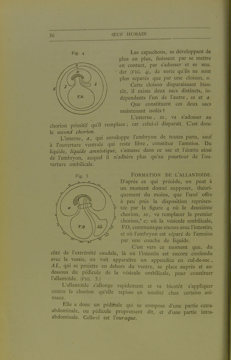 Fig. 4 Les capuchons, se développant de plus en plus, finissent par se mettre en contact, par s'adosser et se sou. • der (FIG. 4), de sorte qu'ils ne sont plus séparés que par une cloison, o. Cette cloison disparaissant bien- tôt, il existe deux sacs distincts, in- dépendants l'un de l'autre, ss et a. Que constituent ces deux sacs maintenant isolés ? L'externe, ss, va s'adosser au chorion primitif qu'il remplace ; car celui-ci disparaît. C'est donc le second choi'ion. L'interne, a, qui enveloppe l'embryon de toutes parts, sauf à l'ouverture ventrale qui reste libre , constitue l'amnios. Du liquide, liquide amniotique, s'amasse dans ce sac et l'écarté ainsi de l'embryon, auquel il n'adhère plus qu'au pourtour de l'ou- verture ombilicale. Fig. 5 Formation de l'allantoide. D'après ce qui précède, on peut à un moment donné supposer, théori- quement du moins, que l'œuf offre à peu près la disposition représen- tée par la figure 4 où le deuxième chorion, ss, va remplacer le premier y chorion,* c; où la vésicule ombilicale, VO, communique encore avec l'intestin; et où l'embryon est séparé de l'amnios par une couche de liquide. C'est vers ce moment que, du côté de l'extrémité caudale, là où l'intestin est encore confondu avec la vessie, on voit apparaître un appendice en cul-de-sac, AL, qui se projette en dehors du ventre, se place auprès et au- dessous du pédicule de la vésicule ombilicale, pour constituer l'allantoide. (FIG. 5.) L'allantoide s'allonge rapidement et va bientôt s'appliquer contre le chorion qu'elle tapisse en totalité chez certains ani- maux. Elle a donc un pédicule qui se compose d'une partie extra- abdominale, ou pédicule proprement dit, et d'une partie intra- abdominale. Celle-ci est Youraque.