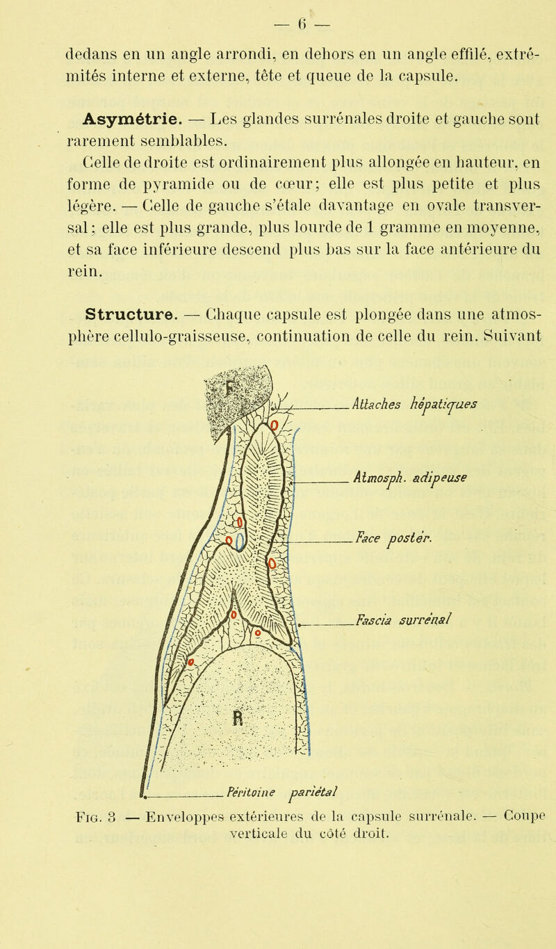 dedans en un angle arrondi, en dehors en un angle effilé, extré- mités interne et externe, tête et queue de la capsule. Asymétrie. — Les glandes surrénales droite et gauche sont rarement semblables. Celle de droite est ordinairement plus allongée en hauteur, en forme de pyramide ou de cœur; elle est plus petite et plus légère. — Celle de gauche s’étale davantage en ovale transver- sal ; elle est plus grande, plus lourde de 1 gramme en moyenne, et sa face inférieure descend plus bas sur la face antérieure du rein. Structure. — Chaque capsule est plongée dans une atmos- phère cellulo-graisseuse, continuation de celle du rein. Suivant Fig. 3 — Enveloppes extérieures de la capsule surrénale. — Coupe verticale du côté droit.