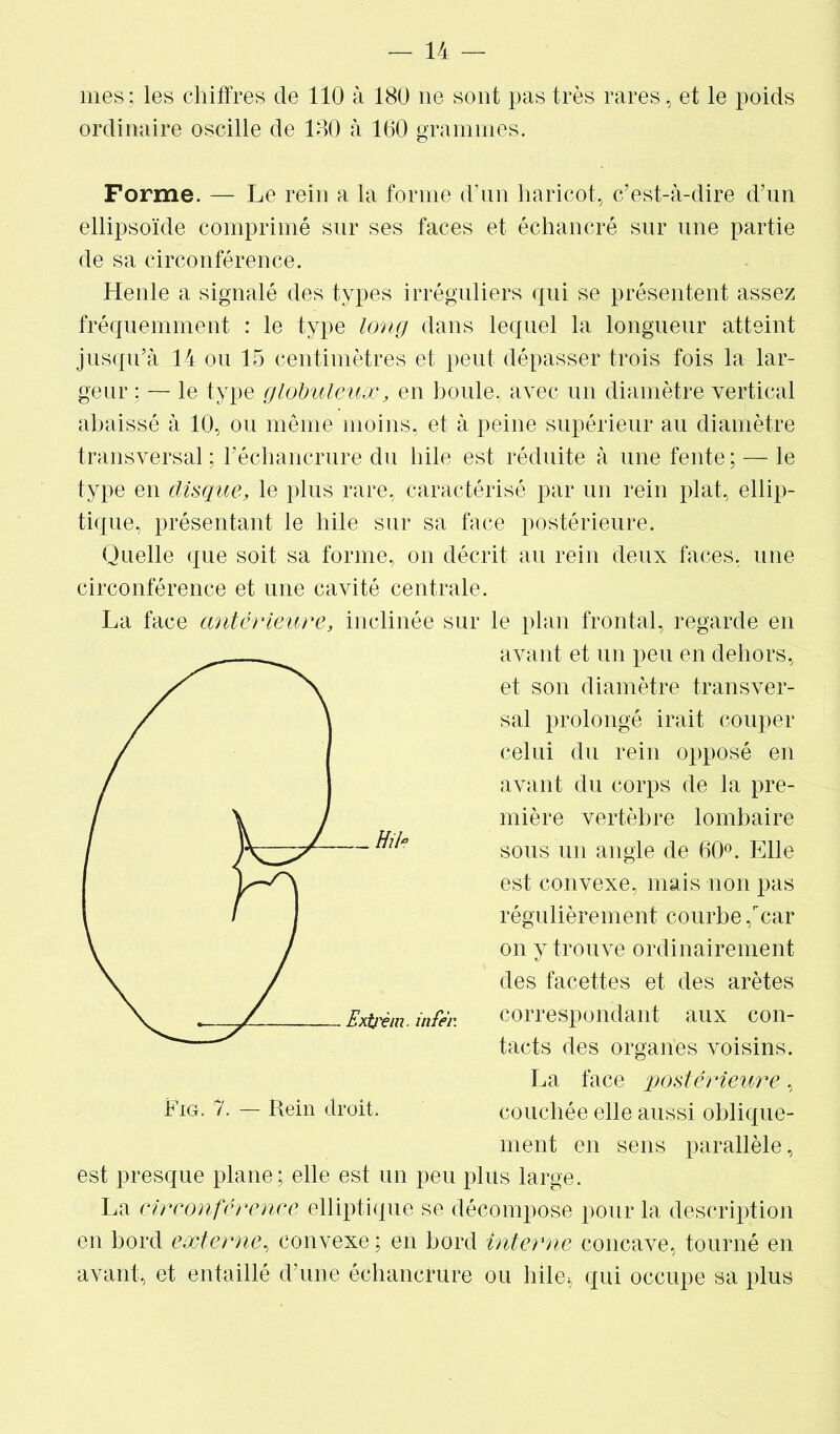 mes; les chiffres de 110 à 180 ne sont pas très rares, et le poids ordinaire oscille de 130 à 160 grammes. Forme. — Le rein a la forme d’un haricot, c’est-à-dire d’un ellipsoïde comprimé sur ses faces et échancré sur une partie de sa circonférence. Henle a signalé des types irréguliers qui se présentent assez fréquemment : le type long dans lequel la longueur atteint jusqu’à 14 ou 15 centimètres et peut dépasser trois fois la lar- geur : — le type globuleux, en boule, avec un diamètre vertical abaissé à 10, ou même moins, et à peine supérieur au diamètre transversal ; l’échancrure du hile est réduite à une fente ; — le type en disque, le plus rare, caractérisé par un rein plat, ellip- tique, présentant le hile sur sa face postérieure. Quelle que soit sa forme, on décrit au rein deux faces, une circonférence et une cavité centrale. La face antérieure, inclinée sur le plan frontal, regarde en avant et un peu en dehors, et son diamètre transver- sal prolongé irait couper celui du rein opposé en avant du corps de la pre- mière vertèbre lombaire sous un angle de 60°. Elle est convexe, mais non pas régulièrement courbe ,rcar on y trouve ordinairement des facettes et des arêtes correspondant aux con- tacts des organes voisins. La face postérieure, couchée elle aussi oblique- ment en sens parallèle, est presque plane; elle est un peu plus large. La circonférence elliptique se décompose pour la description en bord externe, convexe ; en bord interne concave, tourné en avant, et entaillé d’une échancrure ou hile* qui occupe sa plus Fig. 7. — Rein droit.