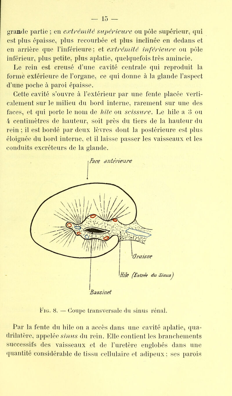 grande partie ; en extrémité supérieure ou pôle supérieur, qui est plus épaisse, plus recourbée et plus inclinée en dedans et en arrière que l’inférieure; et extrémité inférieure ou pôle inférieur, plus petite, plus aplatie, quelquefois très amincie. Le rein est creusé d’une cavité centrale qui reproduit la forme extérieure de l’organe* ce qui donne à la glande l’aspect d’une poche à paroi épaisse. Cette cavité s’ouvre à l’extérieur par une fente placée verti- calement sur le milieu du bord interne, rarement sur une des faces, et qui porte le nom de liile ou scissure. Le hile a 3 ou 4 centimètres de hauteur, soit près du tiers de la hauteur du rein ; il est bordé par deux lèvres dont la postérieure est plus éloignée du bord interne, et il laisse passer les vaisseaux et les conduits excréteurs de la glande. \Face antérieure Fig. 8. — Coupe transversale du siniis rénal. Par la fente du hile on a accès dans une cavité aplatie* qua- drilatère, appelée sinus du rein. Elle contient les branchements successifs des vaisseaux et de l’uretère englobés dans une quantité considérable de tissu cellulaire et adipeux ; ses parois