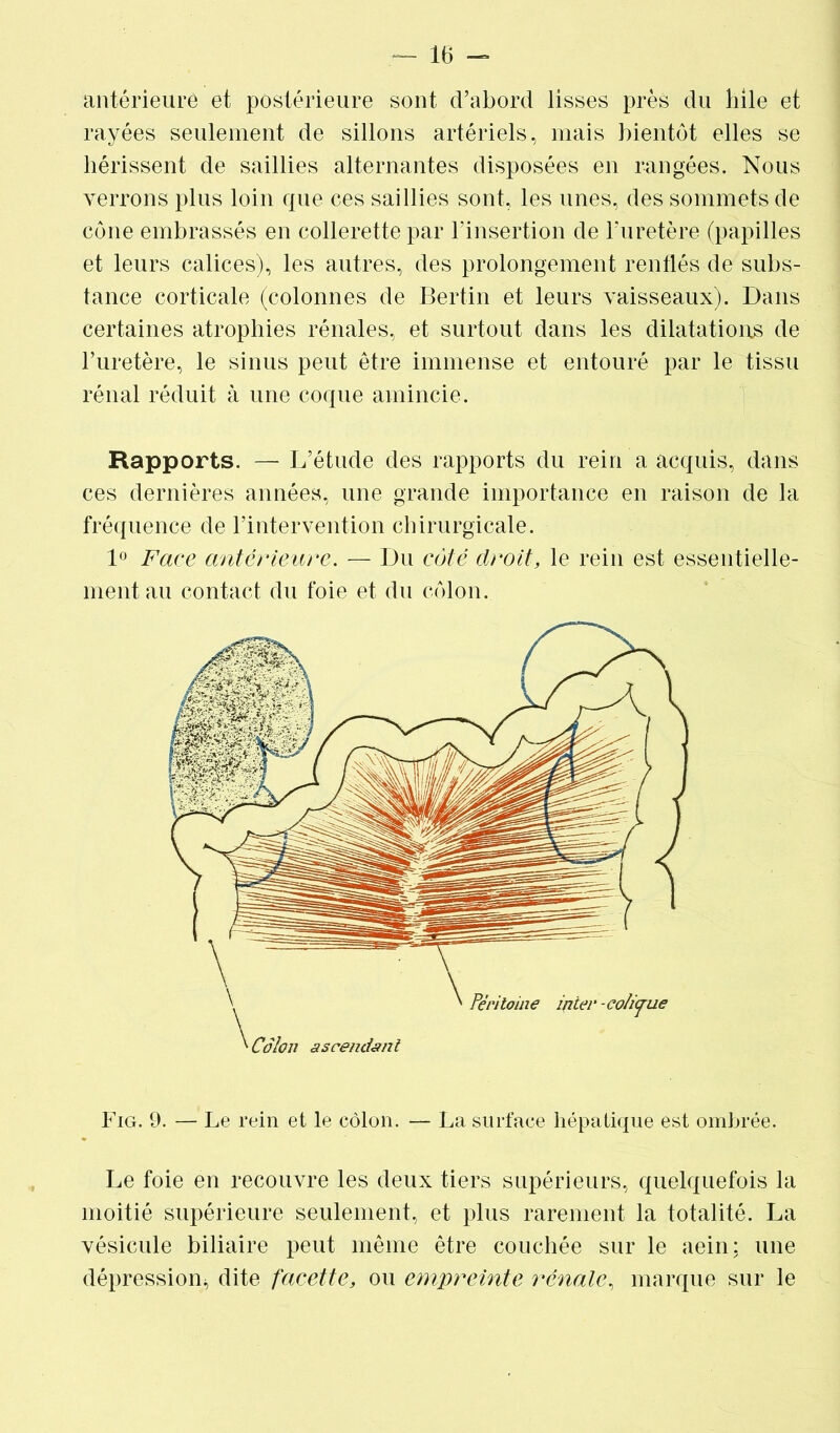 antérieure et postérieure sont d’abord lisses près du hile et rayées seulement de sillons artériels, mais bientôt elles se hérissent de saillies alternantes disposées en rangées. Nous verrons plus loin que ces saillies sont, les unes, des sommets de cône embrassés en collerette par l’insertion de l’uretère (papilles et leurs calices), les autres, des prolongement renflés de subs- tance corticale (colonnes de Bertin et leurs vaisseaux). Dans certaines atrophies rénales, et surtout dans les dilatations de l’uretère, le sinus peut être immense et entouré par le tissu rénal réduit à une coque amincie. Rapports. — L’étude des rapports du rein a acquis, dans ces dernières années, une grande importance en raison de la fréquence de l’intervention chirurgicale. 1° Face antérieure. — Du côté droit, le rein est essentielle- ment au contact du foie et du côlon. Fig. 9. — Le rein et le côlon. — La surface hépatique est ombrée. Le foie en recouvre les deux tiers supérieurs, quelquefois la moitié supérieure seulement, et plus rarement la totalité. La vésicule biliaire peut même être couchée sur le aein; une dépression^ dite facette, ou empreinte rénale, marque sur le