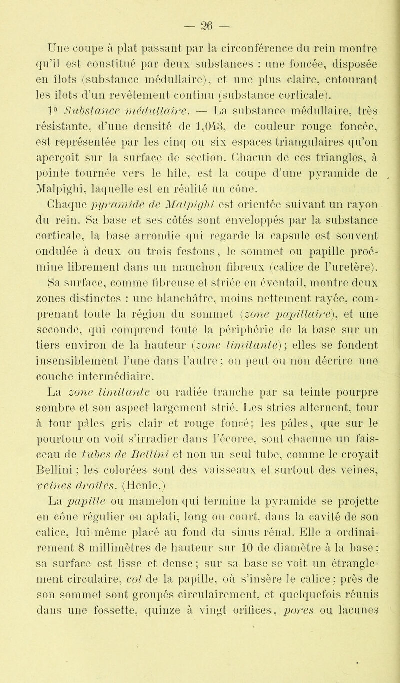 Une coupe à plat passant par la circonférence du rein montre qu’il est constitué par deux substances : une foncée, disposée en îlots (substance médullaire), et une plus claire, entourant les îlots d’un revêtement continu (substance corticale). 1° Substance médullaire. — La substance médullaire, très résistante, d’une densité de 1,043, de couleur rouge foncée, est représentée par les cinq ou six espaces triangulaires qu’on aperçoit sur la surface de section. Chacun de ces triangles, à pointe tournée vers le bile, est la coupe d’une pyramide de Malpighi, laquelle est en réalité un cône. Chaque pyramide de Malpighi est orientée suivant un rayon du rein. Sa base et ses côtés sont enveloppés par la substance corticale, la base arrondie qui regarde la capsule est souvent ondulée à deux ou trois festons, le sommet ou papille proé- mine librement dans un manchon fibreux (calice de furetère). Sa surface, comme fibreuse et striée en éventail, montre deux zones distinctes : une blanchâtre, moins nettement rayée, com- prenant toute la région du sommet (zone papillaire;), et une seconde, qui comprend toute la périphérie de la base sur un tiers environ de la hauteur {zone limitante) ; elles se fondent insensiblement l’une dans l’autre ; on peut ou non décrire une couche intermédiaire. La zone limitante ou radiée tranche par sa teinte pourpre sombre et son aspect largement strié. Les stries alternent, tour à tour pâles gris clair et rouge foncé; les pâles, que sur le pourtour on voit s’irradier dans l’écorce, sont chacune un fais- ceau de tubes de Bellini et non un seul tube, comme le croyait Bellini ; les colorées sont des vaisseaux et surtout des veines, veines droites. (Henle.) La papille ou mamelon qui termine la pyramide se projette en cône régulier ou aplati, long ou court, dans la cavité de son calice, lui-même placé au fond du sinus rénal. Elle a ordinai- rement 8 millimètres de hauteur sur 10 de diamètre à la base ; sa surface est lisse et dense; sur sa base se voit un étrangle- ment circulaire, col de la papille, où s’insère le calice : près de son sommet sont groupés circulairement, et quelquefois réunis dans une fossette, quinze à vingt orifices, pores ou lacunes