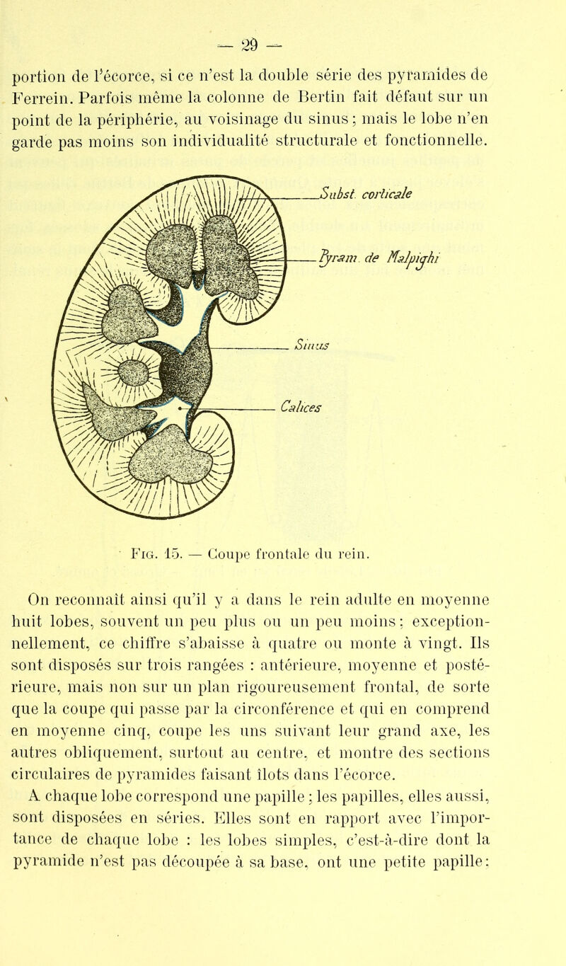 portion de l’écorce, si ce n’est la double série des pyramides de Ferrein. Parfois même la colonne de Bertin fait défaut sur un point de la périphérie,’ au voisinage du sinus ; mais le lobe n’en garde pas moins son individualité structurale et fonctionnelle. • Fig. 15. — Coupe frontale du rein. On reconnaît ainsi qu’il y a dans le rein adulte en moyenne huit lobes, souvent un peu plus ou un peu moins ; exception- nellement, ce chiffre s’abaisse à quatre ou monte à vingt. Ils sont disposés sur trois rangées : antérieure, moyenne et posté- rieure, mais non sur un plan rigoureusement frontal, de sorte que la coupe qui passe par la circonférence et qui en comprend en moyenne cinq, coupe les uns suivant leur grand axe, les autres obliquement, surtout au centre, et montre des sections circulaires de pyramides faisant îlots dans l’écorce. A chaque lobe correspond une papille ; les papilles, elles aussi, sont disposées en séries. Elles sont en rapport avec l’impor- tance de chaque lobe : les lobes simples, c’est-à-dire dont la pyramide n’est pas découpée à sa base, ont une petite papille :