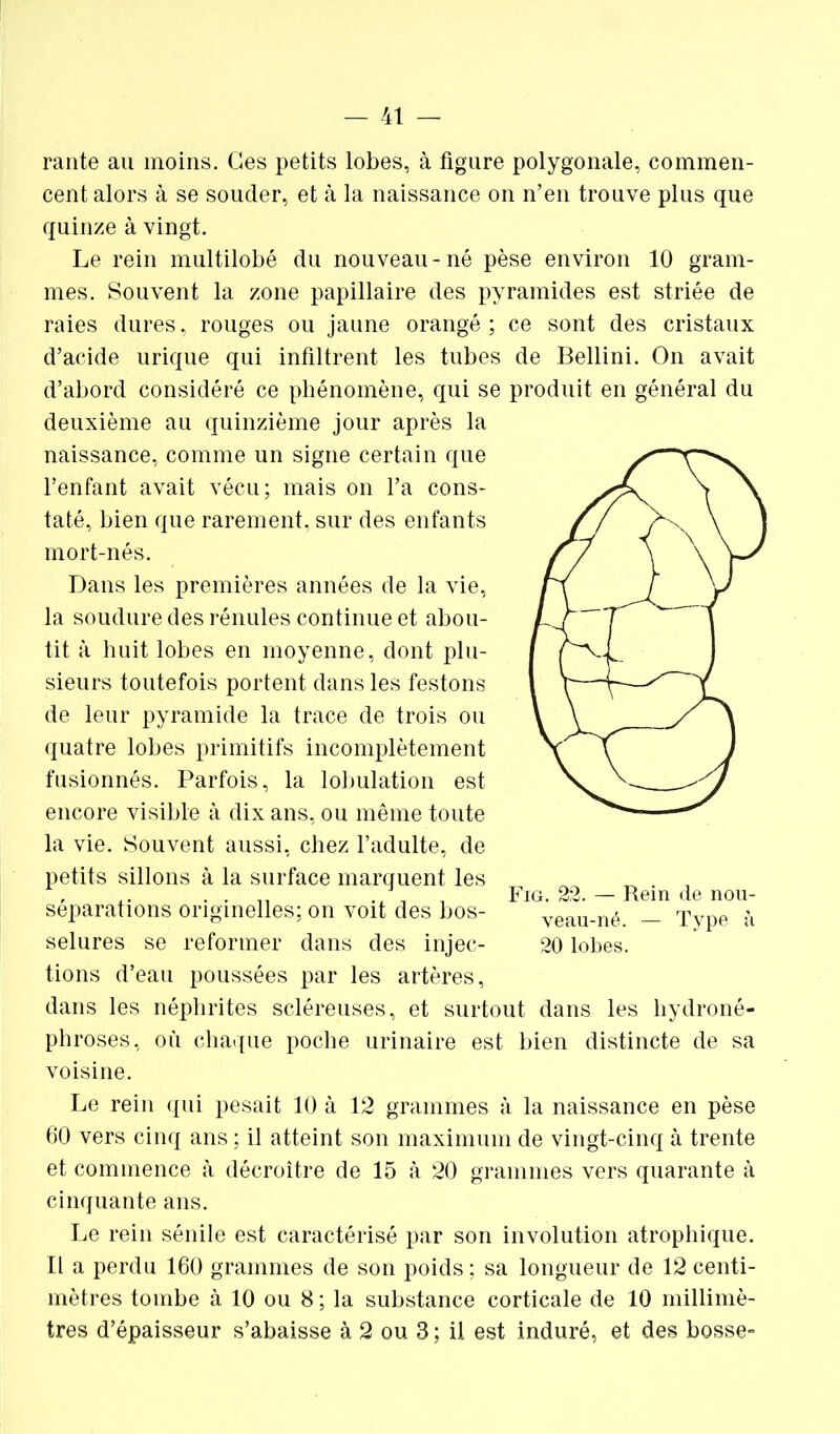 rante au moins. Ces petits lobes, à figure polygonale, commen- cent alors à se souder, et à la naissance on n’en trouve plus que quinze à vingt. Le rein multilobé du nouveau-né pèse environ 10 gram- mes. Souvent la zone papillaire des pyramides est striée de raies dures, rouges ou jaune orangé; ce sont des cristaux d’acide urique qui infiltrent les tubes de Bellini. On avait d’abord considéré ce phénomène, qui se produit en général du deuxième au quinzième jour après la naissance, comme un signe certain que l’enfant avait vécu; mais on l’a cons- taté, bien que rarement, sur des enfants mort-nés. Dans les premières années de la vie, la soudure des rénules continue et abou- tit à huit lobes en moyenne, dont plu- sieurs toutefois portent dans les festons de leur pyramide la trace de trois ou quatre lobes primitifs incomplètement fusionnés. Parfois, la lobulation est encore visible à dix ans, ou même toute la vie. Souvent aussi, chez l’adulte, de petits sillons à la surface marquent les ^ , ,. . . _ . Fig. 22. — Rem de nou- separations originelles; on voit des bos- Veau-né — Type à selures se reformer dans des injec- 20 lobes. tions d’eau poussées par les artères, dans les néphrites scléreuses, et surtout dans les hydroné- phroses, où chaque poche urinaire est bien distincte de sa voisine. Le rein qui pesait 10 à 12 grammes à la naissance en pèse 60 vers cinq ans ; il atteint son maximum de vingt-cinq à trente et commence à décroître de 15 à 20 grammes vers quarante à cinquante ans. Le rein sénile est caractérisé par son involution atrophique. Il a perdu 160 grammes de son poids ; sa longueur de 12 centi- mètres tombe à 10 ou 8 ; la substance corticale de 10 millimè- tres d’épaisseur s’abaisse à 2 ou 3 ; il est induré, et des bosse-