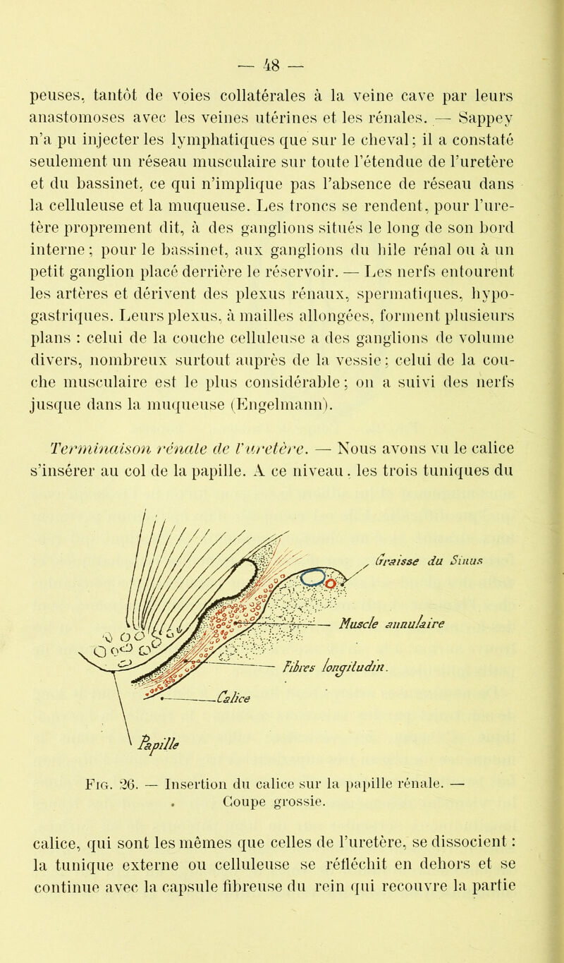 peuses, tantôt de voies collatérales à la veine cave par leurs anastomoses avec les veines utérines et les rénales. — Sappey n’a pu injecter les lymphatiques que sur le cheval; il a constaté seulement un réseau musculaire sur toute l’étendue de l’uretère et du bassinet, ce qui n’implique pas l’absence de réseau dans la celluleuse et la muqueuse. Les troncs se rendent, pour l’ure- tère proprement dit, à des ganglions situés le long de son bord interne ; pour le bassinet, aux ganglions du bile rénal ou à un petit ganglion placé derrière le réservoir. — Les nerfs entourent les artères et dérivent des plexus rénaux, spermatiques, hypo- gastriques. Leurs plexus, à mailles allongées, forment plusieurs plans : celui de la couche celluleuse a des ganglions de volume divers, nombreux surtout auprès de la vessie ; celui de la cou- che musculaire est le plus considérable ; on a suivi des nerfs jusque dans la muqueuse (Engelmann). Terminaison rénale de Vuretère, — Nous avons vu le calice s’insérer au col de la papille. A ce niveau. les trois tuniques du Fig. 26. — Insertion du calice sur la papille rénale. — . Coupe grossie. calice, qui sont les mêmes que celles de l’uretère, se dissocient : la tunique externe ou celluleuse se réfléchit en dehors et se continue avec la capsule fibreuse du rein qui recouvre la partie