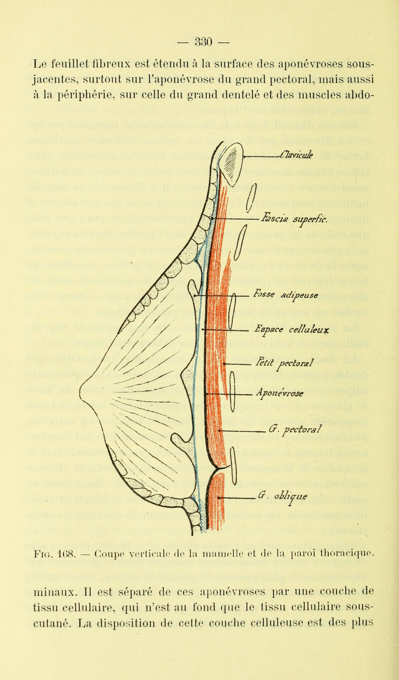 Le feuillet fibreux est étendu à la surface des aponévroses sous- jacentes, surtout sur l’aponévrose du grand pectoral, mais aussi à la périphérie, sur celle du grand dentelé et des muscles abdo- Fig. 168. — Coupe verticale de la mamelle et de la paroi thoracique. minaux. Il est séparé de ces aponévroses par une couche de tissu cellulaire, qui n’est au fond que le tissu cellulaire sous- cutané. La disposition de cette couche celluleuse est des plus