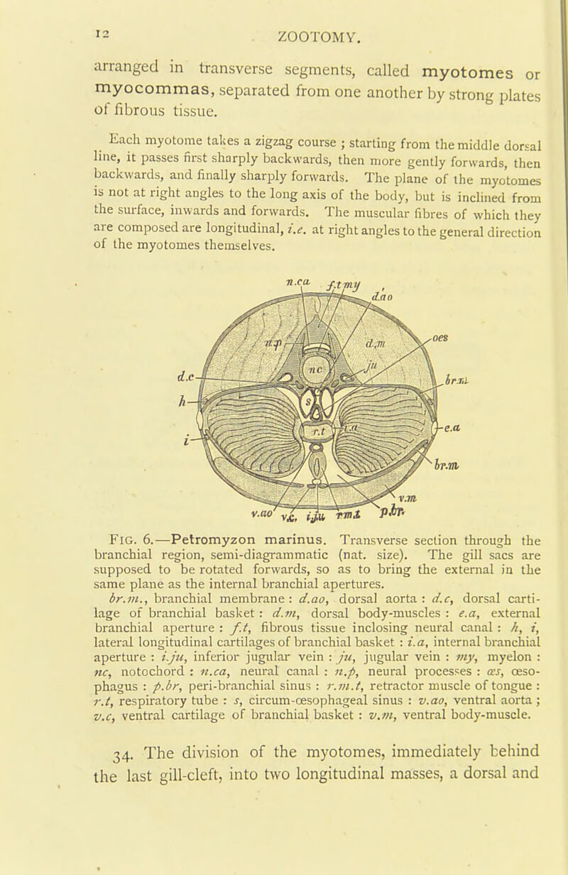 arranged in transverse segments, called myotomes or myocommas, separated from one another by strong plates of fibrous tissue. Each myotome takes a zigzag course ; starting from the middle dorsal line, it passes first sharply backwards, then more gently forwards, then backwards, and finally sharply forwards. The plane of the myotomes is not at right angles to the long axis of the body, but is inclined from the surface, inwards and forwards. The muscular fibres of which they are composed are longitudinal, i.e. at right angles to the general direction of the myotomes themselves. Fig. 6.—Petromyzon marinus. Transverse section through the branchial region, semi-diagrammatic (nat. size). The gill sacs are supposed to be rotated forwards, so as to bring the external in the same plane as the internal branchial apertures. ihr.in., branchial membrane: d.ao, dorsal aorta: d.c, dorsal carti- lage of branchial basket: d.m, dorsal body-muscles : e.a, external branchial aperture : f.t, fibrous tissue inclosing neural canal : h, i, lateral longitudinal cartilages of branchial basket : i.a, internal branchial aperture : i.ju, inferior jugular vein : ju, jugular vein : my, myelon : nc, notochord : n.ca, neural canal : n.p, neural processes : ms, oeso- phagus : p.br, peri-branchial sinus : r.m.t, retractor muscle of tongue : r.t, respiratory tube : r, circum-oesophageal sinus : v.ao, ventral aorta; v.c, ventral cartilage of branchial basket : v.m, ventral body-muscle. 34. The division of the myotomes, immediately behind the last gill-cleft, into two longitudinal masses, a dorsal and