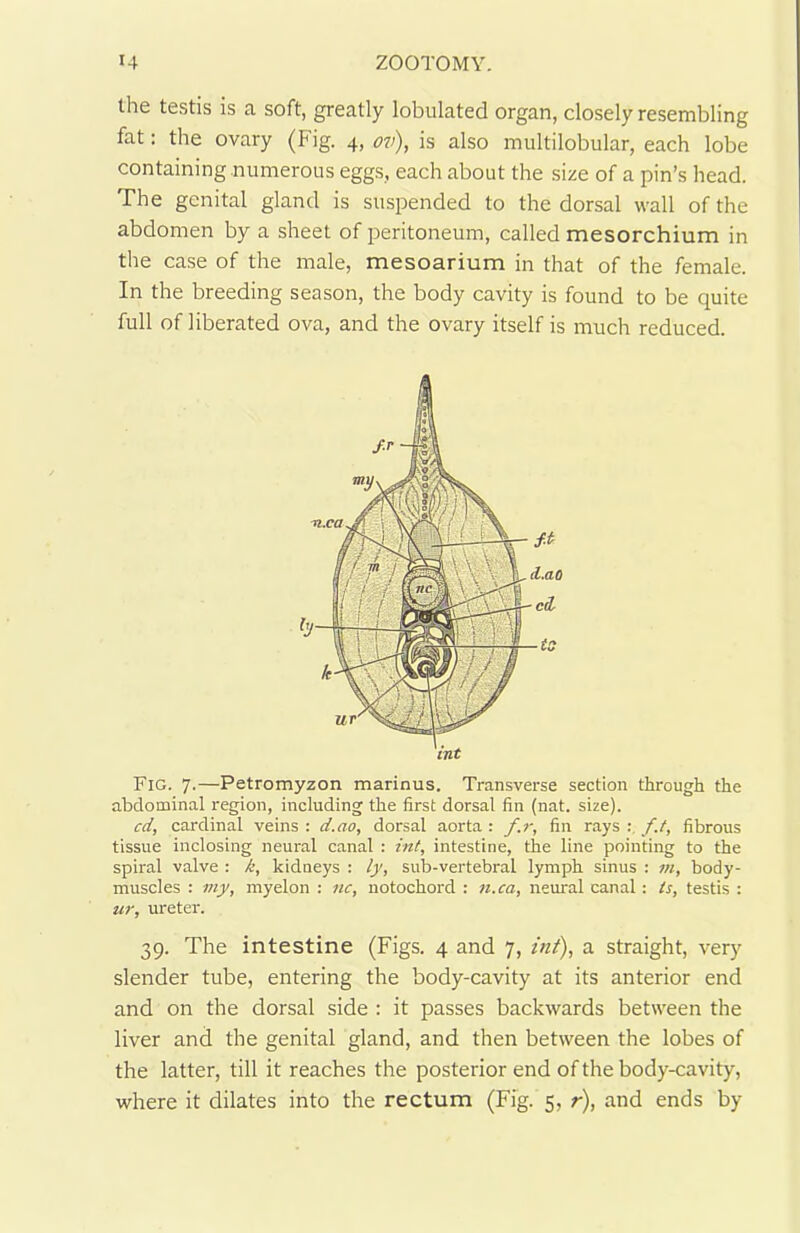the testis is a soft, greatly lobulated organ, closely resembling fat: the ovary (Fig. 4, ov), is also multilobular, each lobe containing numerous eggs, each about the size of a pin’s head. The genital gland is suspended to the dorsal wall of the abdomen by a sheet of peritoneum, called mesorchium in the case of the male, mesoarium in that of the female. In the breeding season, the body cavity is found to be quite full of liberated ova, and the ovary itself is much reduced. Fig. 7-—Petromyzon marinus. Transverse section through the abdominal region, including the first dorsal fin (nat. size). cd, cardinal veins : d.ao, dorsal aorta : f.r, fin rays ft, fibrous tissue inclosing neural canal : int, intestine, the line pointing to the spiral valve : k, kidneys : ly, sub-vertebral lymph sinus : m, body- muscles : my, myelon : nc, notochord : n.ca, neural canal: is, testis : ur, ureter. 39. The intestine (Figs. 4 and 7, int), a straight, very slender tube, entering the body-cavity at its anterior end and on the dorsal side : it passes backwards between the liver and the genital gland, and then between the lobes of the latter, till it reaches the posterior end of the body-cavity, where it dilates into the rectum (Fig. 5, r), and ends by