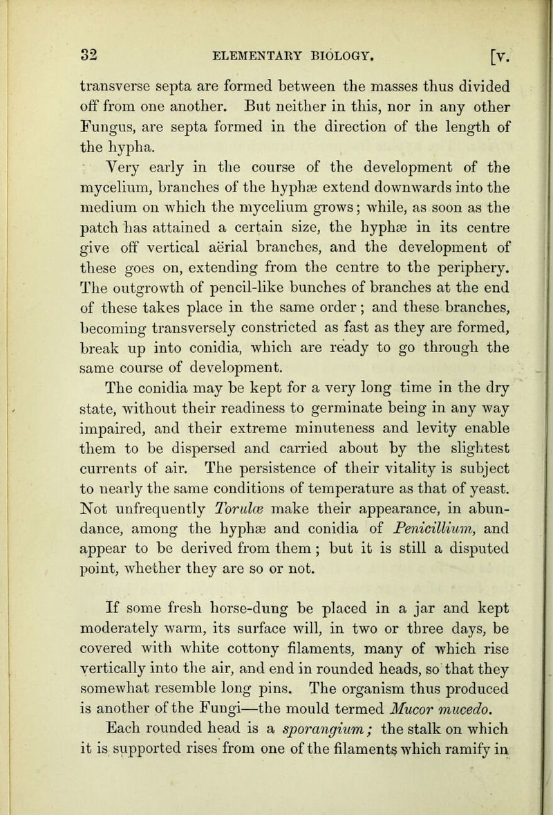 transverse septa are formed between the masses thus divided off from one another. But neither in this, nor in any other Fungus, are septa formed in the direction of the length of the hypha. Very early in the course of the development of the mycelium, branches of the hyphse extend downwards into the medium on which the mycelium grows; while, as soon as the patch has attained a certain size, the hyphse in its centre give off vertical aerial branches, and the development of these goes on, extending from the centre to the periphery. The outgrowth of pencil-like bunches of branches at the end of these takes place in the same order; and these branches, becoming transversely constricted as fast as they are formed, break up into conidia, which are ready to go through the same course of development. The conidia may be kept for a very long time in the dry state, without their readiness to germinate being in any way impaired, and their extreme minuteness and levity enable them to be dispersed and carried about by the slightest currents of air. The persistence of their vitality is subject to nearly the same conditions of temperature as that of yeast. Not unfrequently Torulce make their appearance, in abun- dance, among the hyphse and conidia of Penicillium, and appear to be derived from them; but it is still a disputed point, whether they are so or not. If some fresh horse-dung be placed in a jar and kept moderately warm, its surface will, in two or three days, be covered with white cottony filaments, many of which rise vertically into the air, and end in rounded heads, so that they somewhat resemble long pins. The organism thus produced is another of the Fungi—the mould termed Mucor mucedo. Each rounded head is a sporangium; the stalk on which it is supported rises from one of the filaments which ramify in