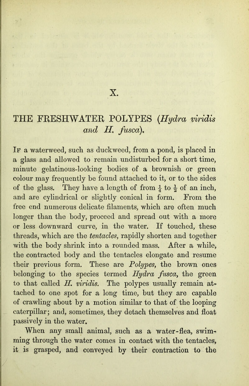 X. THE FRESHWATER POLYPES {Hydra viridis and H. fused). If a waterweed, such as duckweed, from a pond, is placed in a glass and allowed to remain undisturbed for a short time, minute gelatinous-looking bodies of a brownish or green colour may frequently be found attached to it, or to the sides of the glass. They have a length of from i to J of an inch, and are cylindrical or slightly conical in form. From the free end numerous delicate filaments, which are often much longer than the body, proceed and spread out with a more or less downward curve, in the water. If touched, these threads, which are the tentacles, rapidly shorten and together with the body shrink into a rounded mass. After a while, the contracted body and the tentacles elongate and resume their previous form. These are Polypes, the brown ones belonging to the species termed Hydra fusca, the green to that called H. viridis. The polypes usually remain at- tached to one spot for a long time, but they are capable of crawling about by a motion similar to that of the looping caterpillar; and, sometimes, they detach themselves and float passively in the water. When any small animal, such as a water-flea, swim- ming through the water comes in contact with the tentacles, it is grasped, and conveyed by their contraction to the