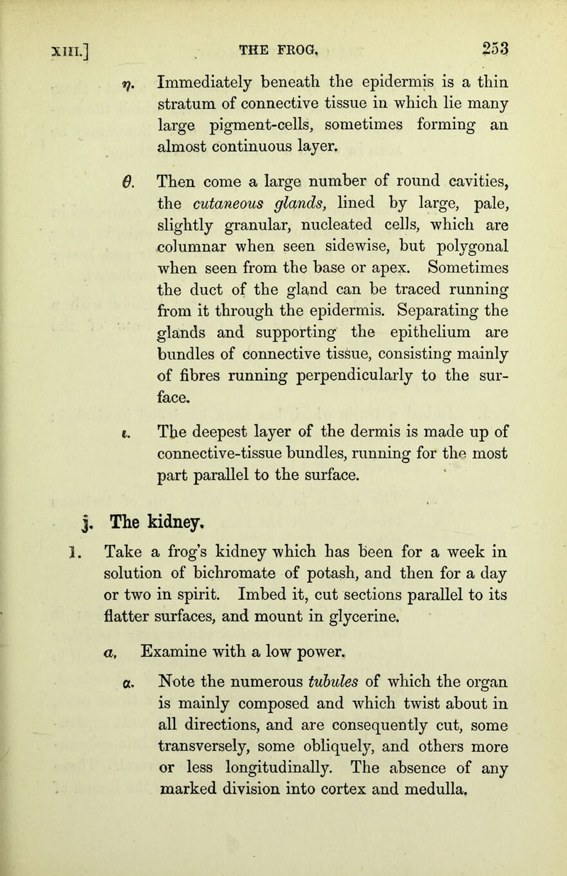 7). Immediately beneath the epidermis is a thin stratum of connective tissue in which lie many large pigment-cells, sometimes forming an almost continuous layer. 0. Then come a large number of round cavities, the cutaneous glands, lined by large, pale, slightly granular, nucleated cells, which are columnar when seen sidewise, but polygonal when seen from the base or apex. Sometimes the duct of the gland can be traced running from it through the epidermis. Separating the glands and supporting the epithelium are bundles of connective tissue, consisting mainly of fibres running perpendicularly to the sur- face. e. The deepest layer of the dermis is made up of connective-tissue bundles, running for the most part parallel to the surface. j. The kidney, I. Take a frog’s kidney which has been for a week in solution of bichromate of potash, and then for a day or two in spirit. Imbed it, cut sections parallel to its flatter surfaces, and mount in glycerine. a. Examine with a low power. a. Note the numerous tubules of which the organ is mainly composed and which twist about in all directions, and are consequently cut, some transversely, some obliquely, and others more or less longitudinally. The absence of any marked division into cortex and medulla.