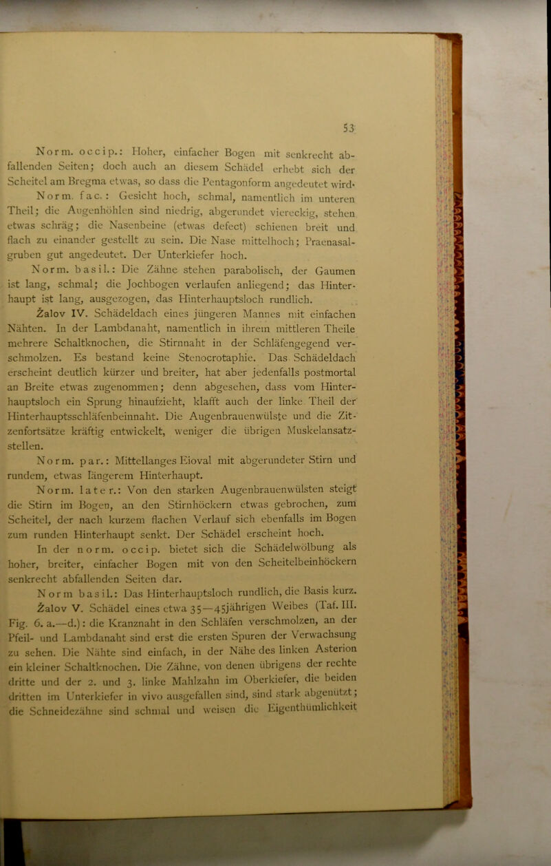 Norm, occip.: Hoher, einfacher Bogen mit senkrecht ab- fallenden Seiten; doch auch an diesem Schädel erhebt sich der Scheitel am Bregma etwas, so dass die Pentagonform angedeutet wird- Norm, fac, : Gesicht hoch, schmal, namentlich im unteren Theil; die Augenhöhlen sind niedrig, abgerundet viereckig, stehen etwas schräg; die Nasenbeine (etwas defect) schienen breit und flach zu einander gestellt zu sein. Die Nase mittelhoch; Praenasal- gruben gut angedeutet. Der Unterkiefer hoch. Norm, b a s i 1.: Die Zähne stehen parabolisch, der Gaumen ist lang, schmal; die Jochbogen verlaufen anliegend; das Hinter- haupt ist lang, ausgezogen, das Hinterhauptsloch rundlich. .^alov IV. Schädeldach eines jüngeren Mannes mit einfachen Nähten. In der Lambdanaht, namentlich in ihrem mittleren Theile mehrere Schaltknochen, die Stirnnaht in der Schläfengegend ver- schmolzen. Es bestand keine Stenocrotaphie. Das Schädeldach erscheint deutlich kürzer und breiter, hat aber jedenfalls postmortal an Breite etwas zugenommen; denn abgesehen, dass vom Hinter- hauptsloch ein Sprung hinaufzieht, klafft auch der linke Theil der' Hinterhauptsschläfenbeinnaht. Die Augenbrauenwülste und die Zit- zenfortsätze kräftig entwickelt, weniger die übrigen Muskelansatz- stellen. Norm, p a r.: Mittellanges Eioval mit abgerundeter Stirn und rundem, etwas längerem Hinterhaupt. Norm, later.: Von den starken Augenbrauenwülsten steigt die Stirn im Bogen, an den Stirnhöckern etwas gebrochen, zum Scheitel, der nach kurzem flachen Verlauf sich ebenfalls im Bogen zum runden Hinterhaupt senkt. Der Schädel erscheint hoch. In der norm, occip. bietet sich die Schädel Wölbung als hoher, breiter, einfacher Bogen mit von den Scheitelbeinhöckern senkrecht abfallenden Seiten dar. Norm basil.: Das Hinterhauptsloch rundlich, die Basis kurz, .^^alov V. Schädel eines etwa 35—45jährigen Weibes (Taf. III. Fig. 6. a.—d.): die Kranznaht in den Schläfen verschmolzen, an der Pfeil- und Lambdanaht sind erst die ersten Spuren der Verwachsung zu sehen. Die Nähte sind einfach, in der Nähe des linken Asterion ein kleiner Schaltknochen. Die Zähne, von denen übrigens der rechte dritte und der 2. und 3. linke Mahlzahn im Obcrkicter, die beiden dritten im Unterkiefer in vivo ausgefallen sind, sind stark abgenützt , die Schneidezähne sind schmal und weisen die Eigenthümlichkeit