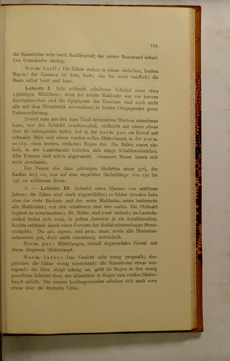 die Nasenbeine sehr breit, flachliegend; der untere Nasenrand scharf. Der Unterkiefer niedrier. Norm, basil.: Die Zähne stehen in einem einfachen, breiten Bogen; der Gaumen ist kurz, breit; das for. ovale rundlich; die Basis selbst breit und kurz. Lobositz I. Sehr schlecht erhaltener Schädel eines etwa 15jährigen Mädchens; denn der zweite Mahlzahn war vor kurzem durchgebrochen und die Kpiphysen der Knochen sind noch nicht alle mit dem Mittelstück verwachsen; in beiden Ohrgegenden grüne Patinaverfärbung. Soweit man aus den zum Theil deformirten Stücken entnehmen kann, war der Schädel brachycephal, vielleicht mit einem etwas über 80 betregenden Index, bot in der norm. par. ein Eioval mit schmaler Stirn und einem runden vollen Hinterhaupt, in der norm, occip. einen breiten, einfachen Bogen dar. Die Nähte waren ein- fach, in der Lambdanaht befinden sich einige Schaltknöchelchen. Alle Formen sind schön abgerundet. Genauere Masse lassen sich nicht abnehmen. Der Femur des dazu gehörigen Skelettes misst 39*6, der Radius 20’5 an, was auf eine ungefähre Skelettlänge von 150 bis 145 an schliessen Hesse. b. — Lobositz IV. Schädel eines Mannes von mittleren Jahren; die Zähne sind stark abgeschliffen; es fehlen überdies links oben der erste Backen- und der erste Mahlzahn, unten beiderseits alle Mahlzähne; von den erhaltenen sind drei cariös. Die Pfeilnaht beginnt zu verschmelzen; die Nähte sind sonst einfach; im Lambda- winkel finden sich zwei, in jedem Asterion je ein Schaltknochen. Rechts entstand durch einen Fortsatz der Schläfenbeinschuppe Steno- crotaphie. Die arc. superc. und proc. mast, sowie alle Muskelan- satzpunkte gut, doch nicht übermässig entwickelt. Norm, par.: Mittellanges, überall abgerundetes Eioval mit etwas längerem Hinterhaupt. Norm, later.: Das Gesicht sehr wenig prognath; des- gleichen die Zähne wenig vorstehend; die Nasenbeine etwas vor- ragend; die Stirn steigt schräg an, geht im Bogen in den wenig gewölbten Scheitel über, der allmählich in Bogen zum runden Hinter- haupt abfällt. Die oberen Jochbogenränder erheben sich nach vorn etwas über die deutsche Linie.