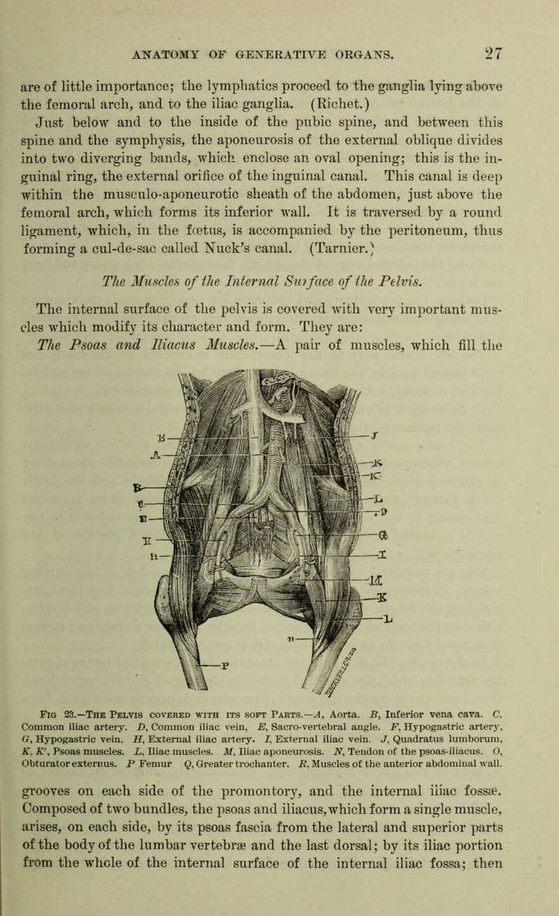 are of little importance; tlie lymphatics proceed to the ganglia lying above the femoral arch, and to the iliac ganglia. (Richet.) Just below and to the inside of the pubic spine, and between this spine and the symphysis, the aponeurosis of the external oblique divides into two diverging bands, which enclose an oval opening; this is the in- guinal ring, the external orifice of the inguinal canal. This canal is deep within the musculo-aponeurotic sheath of the abdomen, just above the femoral arch, which forms its inferior wall. It is traversed by a round ligament, which, in the foetus, is accompanied by the peritoneum, thus forming a cul-de-sac called buck’s canal. (Tarnier.) The Muscles of the Internal Sur face of the Pelvis, The internal surface of the pelvis is covered Avith very important mus- cles which modify its character and form. They are: The Psoas and lliacus Muscles.—A pair of muscles, which fill the Fig 23.—The Pelvis covered with its soft Parts.—Aorta. B, Inferior vena cava. C. Common iliac artery. X>, Common iliac vein, E, Sacro-vertebral angle. F, Hypogastric artery, G, Hypogastric vein. H, External iliac artery. J, External iliac vein. J, Quadratus lumborurn, K, K', Psoas muscles. L, Iliac muscles. M, Iliac aponeurosis. A, Tendon of the psoas-iliacus. O, Obturator extern us. P Femur Greater trochanter. P, Muscles of the anterior abdominal wall. grooves on each side of the promontory, and the internal iliac fosste. Composed of two bundles, the psoas and iliacus, which form a single muscle, arises, on each side, by its psoas fascia from the lateral and superior parts of the body of the lumbar vertebra and the last dorsal; by its iliac portion from the whole of the internal surface of the internal iliac fossa; then