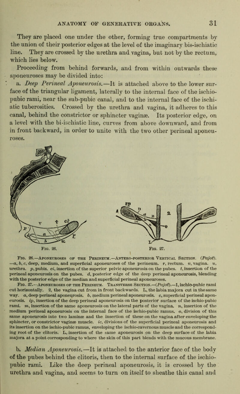 They are placed one under the other, forming true compartments by the union of their posterior edges at the level of the imaginary bis-ischiatic line. They are crossed by the urethra and vagina, but not by the rectum, which lies below. Proceeding from behind forwards, and from within outwards these aponeuroses may be divided into: a. Deep Perineal Aponeurosis.—It is attached above to the lower sur- face of the triangular ligament, laterally to the internal face of the ischio- pubic rami, near the sub-pubic canal, and to the internal face of the ischi- atic tuberosities. Crossed by the urethra and vagina, it adheres to this canal, behind the constrictor or sphincter vaginae. Its posterior edge, on a level with the bi-ischiatic line, curves from above downward, and from in front backward, in order to unite with the two other perineal aponeu- roses. Fig. 26.—Aponeuroses op the Perineum.—Antero-posterior Vertical Section. (Pajot). —a, b, c, deep, medium, and superficial aponeuroses of the perineum, r, rectum, v, vagina, u, urethra, p, pubis, ci, insertion of the superior pelvic aponeurosis on the pubes, f, insertion of the perineal aponeurosis on the pubes, d, posterior edge of the deep perineal aponeurosis, blending with the posterior edge of the median and superficial perineal aponeuroses. Fig. 27.—Aponeuroses of the Perineum. Transverse Section.—(Po/of).—l, ischio-pubic rami cut horizontally. 2, the vagina cut from in front backwards. L, the labia majora cut in the same w'ay. a, deep perineal aponeurosis. 6, medium perineal aponeurosis, c, superficial perineal apon- eurosis. ip, insertion of the deep perineal aponeurosis on the posterior surface of the ischio-pubic rami. «i, insertion of the same aponeurosis on the lateral parts of the vagina, n, insertion of the medium perineal aponeurosis on the internal face of the ischio-pubic ramus, o, division of this same aponeurosis into two laminae and the insertion of these on the vagina after enveloping the sphincter, or constrictor vaginae muscle, ic, divisions of the superficial perineal aponeurosis and its insertion on the ischio-pubic ramus, enveloping the ischio-cavernous muscle and the correspond- ing root of the clitoris. L, insertion of the same aponeurosis on the deep surface of the labia majora at a point corresponding to where the skin of this part blends with the mucous membrane. b. Median Aponeurosis.—It is attached to the anterior face of the body of the pnbes behind the clitoris, then to the internal surface of the ischio- pubic rami. Like the deep perineal aponeurosis, it is crossed by the urethra and vagina, and seems to turn on itself to sheathe this canal and