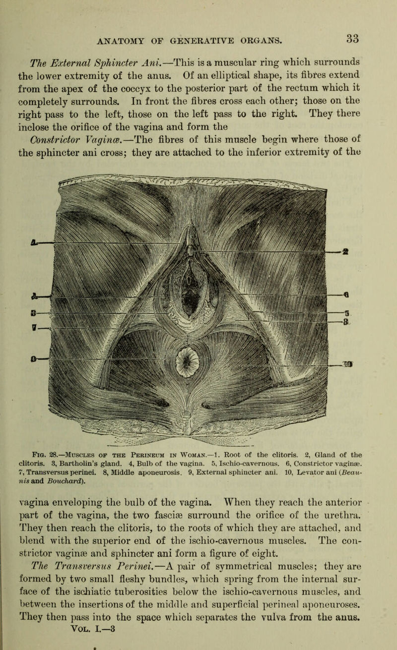 The External Sphincter Ani.—This is a muscular ring which surrounds the lower extremity of the anus. Of an elliptical shape, its fibres extend from the apex of the coccyx to the posterior part of the rectum which it completely surrounds. In front the fibres cross each other; those on the right pass to the left, those on the left pass to the right. They there inclose the orifice of the vagina and form the Constrictor Vagince.—The fibres of this muscle begin where those of the sphincter ani cross; they are attached to the inferior extremity of the Fia. 28.—Muscles of the Perineum in Woman.—1. Root of the clitoris. 2, Gland of the clitoris. 3, Bartholin’s gland. 4, Bulb of the vagina. 5, Ischio-cavernous. 6, Constrictor vaginae. 7, Transversus perinei. 8, Middle aponeurosis. 9, External sphincter ani. 10, Levator ani (Beatt- n is and Bouchard). vagina enveloping the bulb of the vagina. When they reach the anterior part of the vagina, the two fascia surround the orifice of the urethra. They then reach the clitoris, to the roots of which they are attached, and blend with the superior end of the ischio-cavernous muscles. The con- strictor vaginas and sphincter ani form a figure of eight. The Transversus Perinei.—A pair of symmetrical muscles; they are formed by two small fieshy bundles, which spring from the internal sur- face of the ischiatic tuberosities below the ischio-cavernous muscles, and between the insertions of the middle and superficial perineal aponeuroses. They then pass into the space which separates the vulva from the auus. VOL. I.—3
