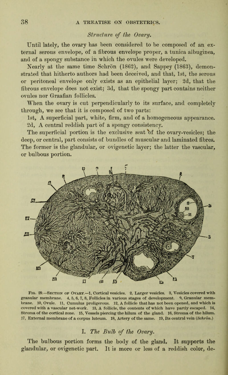 Structiire of the Ovary. Until lately, the ovary has been considered to he composed of an ex- ternal serous envelope, of a fibrous envelope proper, a tunica albuginea, and of a spongy substance in which the ovules were developed. Nearly at the same time Schron (1862), and Sappey (1863), demon- strated that hitherto authors had been deceived, and that, 1st, the serous or peritoneal envelope only exists as an epithelial layer; 2d, that the fibrous envelope does not exist; 3d, that the spongy part contains neither ovules nor Graafian follicles. When the ovary is cut perpendicularly to its surface, and completely through, we see that it is composed of two parts: 1st, A superficial part, white, firm, and of a homogeneous appearance. 2d, A central reddish part of a spongy consistency. The superficial portion is the exclusive seat \)f the ovary-vesicles; the deep, or central, part consists of bundles of muscular and laminated fibres. The former is the glandular, or ovigenetic layer; the latter the vascular, or bulbous portion. Fig. 29.—Section of Ovary.—1, Cortical vesicles. 2, Larger vesicles. 3, Vesicles covered with granular membrane. 4, 5, 6, 7, 8, Follicles in various stages of development. 9, Granular mem- brane. 10, Ovule. 11, Cumulus proligerous. 12, A follicle that has not been opened, and which is covered with avascular net-work. 13, A follicle, the contents of which have partly escaped. 14, Stroma of the cortical zone. 15, Vessels piercing the hilum of the gland. 16, Stroma of the hilum. 17, External membrane of a corpus luteum. 18, Artery of the same. 19, Its central vein {Schron.) I. The Bulb of the Ovary. The bulbous portion forms the body of the gland. It supports the glandular, or ovigenetic part. It is more or less of a reddish color, de-