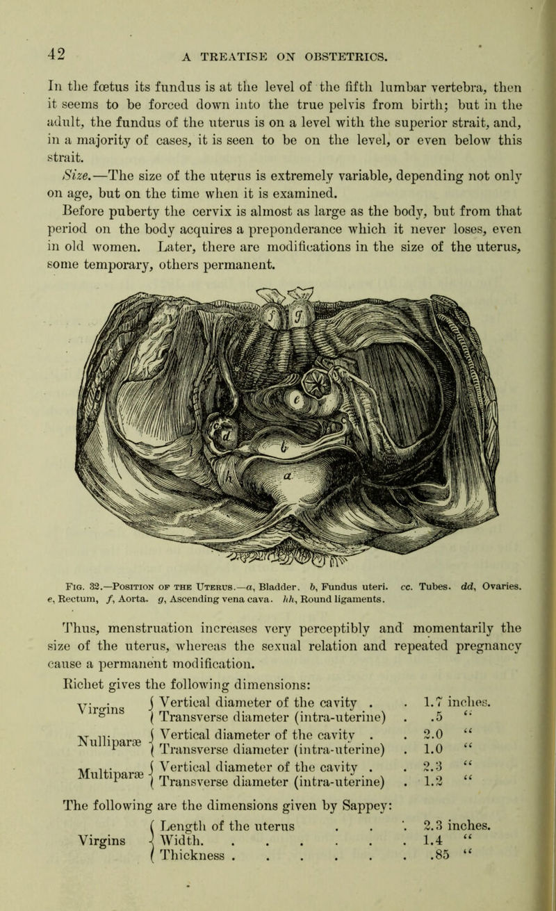 In the foetus its fundus is at the level of the fifth lumbar vertebra, then it seems to be forced down into the true pelvis from birth; but in the adult, the fundus of the uterus is on a level with the superior strait, and, in a majority of cases, it is seen to be on the level, or even below this strait. Size.—The size of the uterus is extremely variable, depending not only on age, but on the time when it is examined. Before puberty the cervix is almost as large as the body, but from that period on the body acquires a preponderance which it never loses, even in old women. Later, there are modifications in the size of the uterus, some temporary, others permanent. Fig. 32.—Position of the Uterus.—a, Bladder. 6, Fundus uteri, cc. Tubes, dd, Ovaries, c, Rectum, /, Aorta. </, Ascending vena cava. /(/(., Round ligaments. 'J^hus, menstruation increases ver}^ perceptibly and momentarily the size of the uterus, whereas the sexual relation and repeated pregnancy cause a permanent modification. Richet gives the following dimensions: Virgins j Vertical diameter of the cavity . ( Transverse diameter (intra-uterine) 1.7 inches. .5 ‘* Nulliparae j Vertical diameter of the cavity . 2.0 ( Transverse diameter (intra-uterine) 1.0 ‘‘ Multiparae j Vertical diameter of the cavity . ( Transverse diameter (intra-uterine) 2.3 L2 The following are the dimensions given by Sappey: ( Lengtli of the uterus 2.3 inches. Virgins ] Width 1.4 “ ( Thickness ...... .85 “