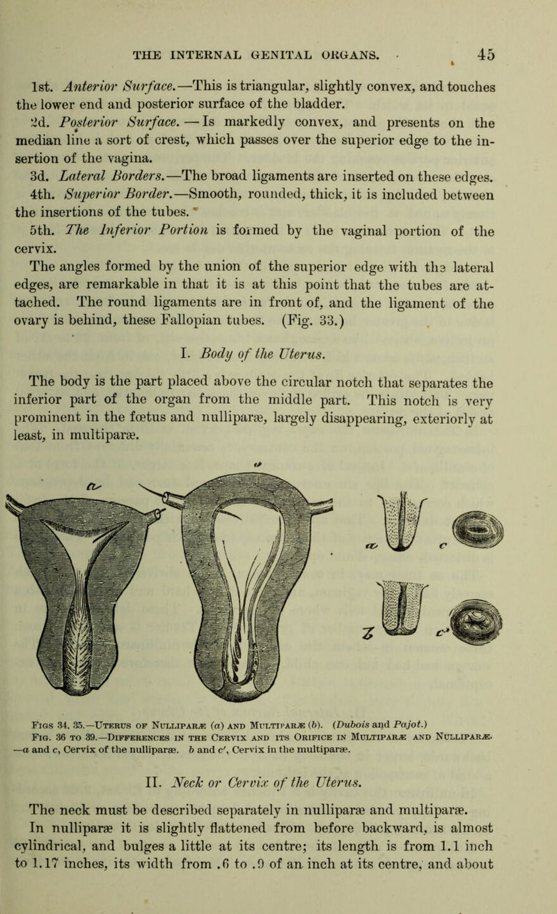 1st. Anterior Surface,—This is triangular, slightly convex, and touches the lower end and posterior surface of the bladder. ‘^d. Posterior Surface. — Is markedly convex, and presents on the median line a sort of crest, which passes over the superior edge to the in- sertion of the vagina. 3d. Lateral Borders,—The broad ligaments are inserted on these edges. 4th. S'lq^orior Border.—Smooth, rounded, thick, it is included between the insertions of the tubes. * 5th. The Inferior Portion is formed by the vaginal portion of the cervix. The angles formed by the union of the superior edge with the lateral edges, are remarkable in that it is at this point that the tubes are at- tached. The round ligaments are in front of, and the ligament of the ovary is behind, these Fallopian tubes. (Fig. 33.) I. Body of the Uterus. The body is the part placed above the circular notch that separates the inferior part of the organ from the middle part. This notch is very prominent in the foetus and nulliparae, largely disappearing, exteriorly at least, in multiparse. Figs 34, 35.—Uterus op Nulliparae (a) and Mitltipar.® (h). (Dubois and Pajot.) Fig. 36 to 39.—Differences in the Cervix and its Orifice in Multipart and Nulliparae. —a and c, Cervix of the nulliparae, h and c', Cervix in the multiparae. IT. Neck or Cervix of the Uterus. The neck must be described separately in nulliparae and multiparae. In nulliparae it is slightly flattened from before backward, is almost cylindrical, and bulges a little at its centre; its length is from 1.1 inch to 1.17 inches, its width from .6 to .0 of an inch at its centre, and about