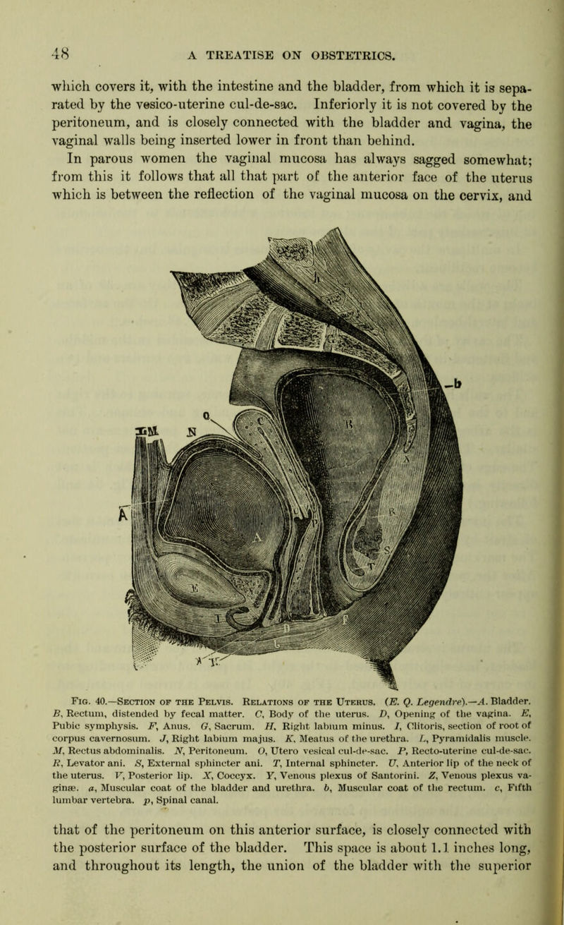 wliich covers it, with the intestine and the bladder, from which it is sepa- rated by the vesico-uterine cul-de-sac. Interiorly it is not covered by the peritoneum, and is closely connected with the bladder and vagina, the vaginal walls being inserted lower in front than behind. In parous women the vaginal mucosa has always sagged somewhat; from this it follows that all that part of the anterior face of the uterus which is between the reflection of the vaginal mucosa on the cervix, and Fig. 40.—Section op the Pelvis. Relations of the Uterus. (E. Q. Legendre).^A. Bladder. R, Rectum, distended by fecal matter. (7, Body of the uterus. R, Openiiif? of the vagina. E, Pubic symphysis. Anus. G, Sacrum, /f. Right labium minus. /, Clitoris, section of root of corpus cavernosum. J, Right labium majus. K, Meatus of the urethra. /., Pyraniidalis muscle. 3/, Rectus abdominalis. N, Peritoneum. O, Utero vesical cul-de-sac. P, Recto-uterine cul-de-sac. R, Levator ani. 8, External sphincter ani. T, Internal sphincter. U, Anterior lip of the neck of the uterus. F, Posterior lip. A, Coccyx. Y, Venous plexus of Santorini. Z, Venous plexus va- ginae. <*, Muscular coat of the bladder and urethra. 6, Muscular coat of the rectum, c. Fifth lumbar vertebra, p. Spinal canal. that of the peritoneum on this anterior surface, is closely connected with the posterior surface of the bladder. This space is about 1.1 inches long, and throughout its length, the union of the bladder with the superior