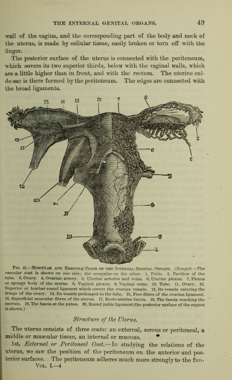 wall of the vagina, and the corresponding part of the body and neck of the uterus, is made by cellular tissue, easily broken or torn off with the linger. The posterior surface of the uterus is connected with the peritoneum, which covers its two superior thirds, below with the vaginal walls, which are a little higher than in front, and with the rectum. The uterine cul- de-sac is there formed by the peritoneum. The edges are connected with the broad ligaments. Structure of the Uterus. j The uterus consists of three coats: an external, serous or peritoneal, a middle or muscular tissue, an internal or mucous. • :i 1st. External or Peritoneal Coat.—lw studying the relations of the ; uterus, we saw the position of the peritoneum on the anterior and pos- S1 terior surfaces. The peritoneum adheres much more strongly to the fnn- ! VoL. I.—4 Fig, 41.—Muscttlar and EEECTn.E Coats of the Internal Genital Organs. {Rourjet).—The vascular coat is shown on one side; the muscular on the other. 1, Pubis. 2, Pavilion of the tube. 3, Ovary. 4, Ovarian artery. 5, Uterine arteries and veins. 6, Uterine plexus. 7, Plexus or spongy body of the uterus. 8, Vaginal plexus. 9, Vaginal veins. 10, Tube. 11, Ovary. 12, Superior or lumbar round ligament which covers the ovarian vessels. 13, Its vessels entering the fringe of the ovary. 14, Its vessels prolonged to the tube. 15, Free fibres of the ovarian ligament. 16, Superficial muscular fibres of the uterus. 17, Recto-uterine fascia, 18, The fascia reaching the sacrum. 19, The fascia at the pubes. 20, Round pubic ligament (the posterior surface of the organs is shown.)