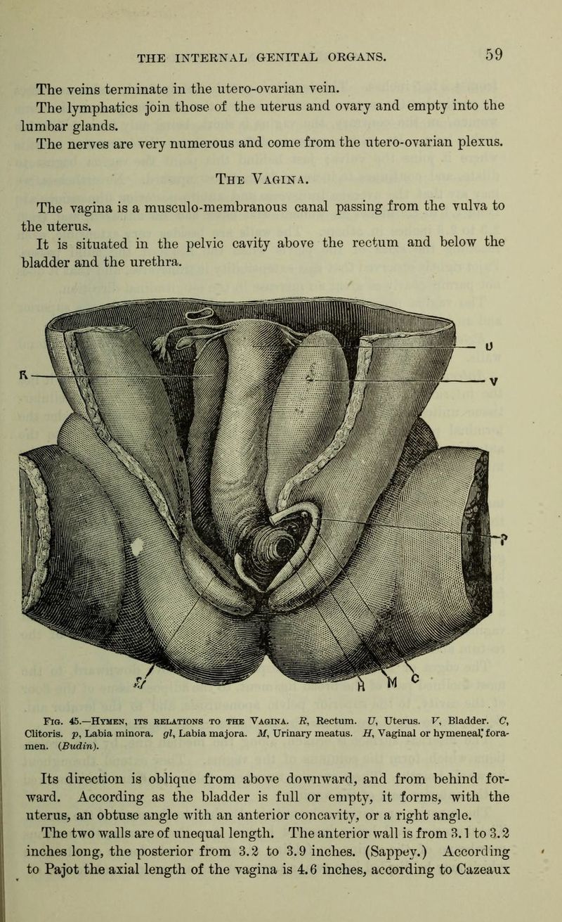 The veins terminate in the utero-ovarian vein. The lymphatics join those of the uterus and ovary and empty into the lumbar glands. The nerves are very numerous and come from the utero-ovarian plexus. The Vagina. The vagina is a musculo-membranous canal passing from the vulva to the uterus. It is situated in the pelvic cavity above the rectum and below the bladder and the urethra. Fig. 45.—Hymen, its relations to the Vagina. R, Rectum. U, Uterus. F, Bladder. C, Clitoris, p, Labia minora, gl^ Labia majora. M, Urinary meatus. H, Vaginal or hymeneal,’ fora- men. (Budin). Its direction is oblique from above downward, and from behind for- ward. According as the bladder is full or empty, it forms, with the uterus, an obtuse angle with an anterior concavity, or a right angle. The two walls are of unequal length. The anterior wall is from 3.1 to 3.2 inches long, the posterior from 3.2 to 3.9 inches. (Sappey.) According to Pajot the axial length of the vagina is 4.6 inches, according to Cazeaux