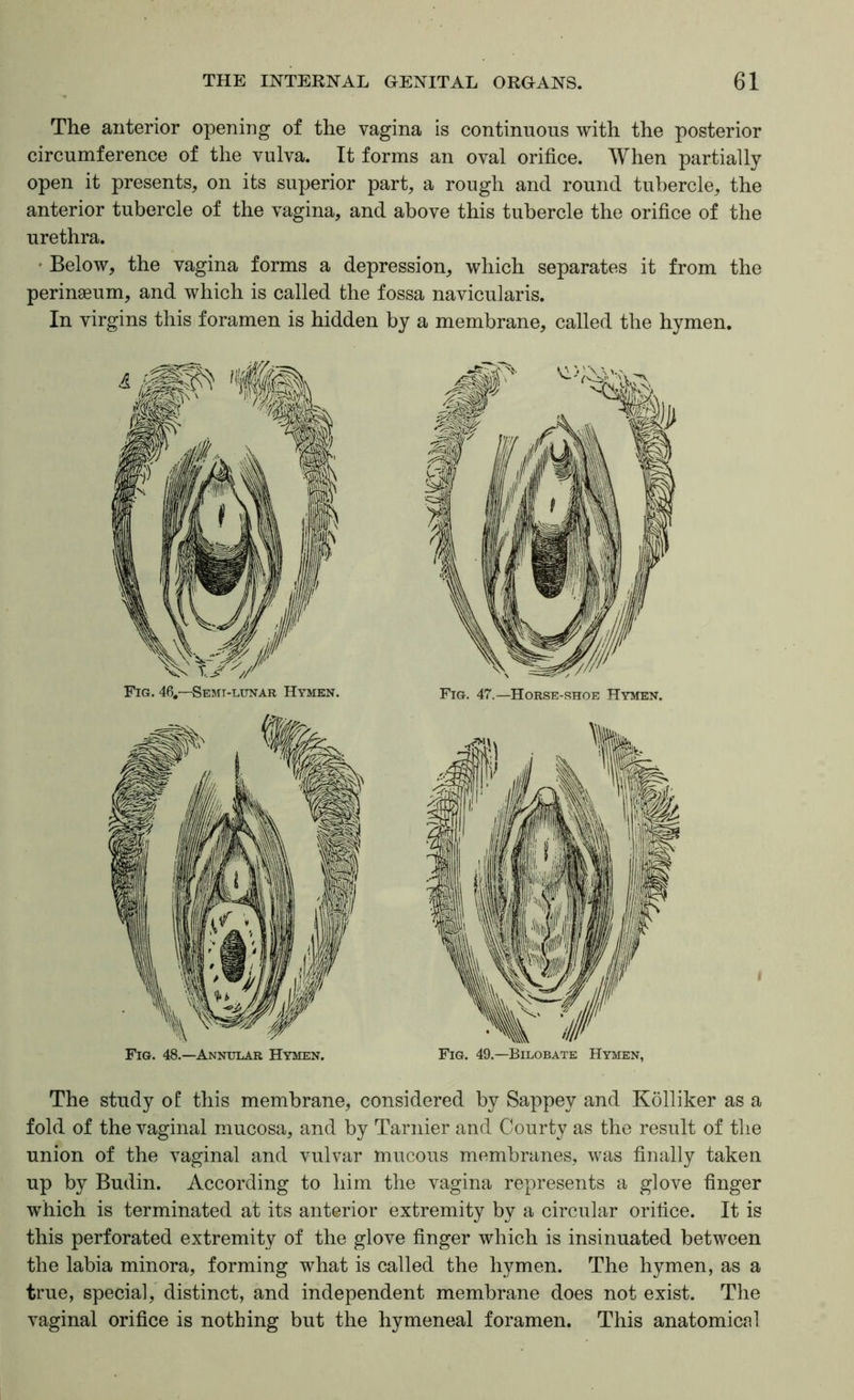 The anterior opening of the vagina is continuous with the posterior circumference of the vulva. It forms an oval orifice. When partially open it presents, on its superior part, a rough and round tubercle, the anterior tubercle of the vagina, and above this tubercle the orifice of the urethra. • Below, the vagina forms a depression, which separates it from the peringeum, and which is called the fossa navicularis. In virgins this foramen is hidden by a membrane, called the hymen. The study of this membrane, considered by Sappey and Kolliker as a fold of the vaginal mucosa, and by Tarnier and Courty as the result of the union of the vaginal and vulvar mucous membranes, was finally taken up by Budin. According to him the vagina represents a glove finger which is terminated at its anterior extremity by a circular orifice. It is this perforated extremity of the glove finger which is insinuated between the labia minora, forming what is called the hymen. The hymen, as a true, special, distinct, and independent membrane does not exist. The vaginal orifice is nothing but the hymeneal foramen. This anatomical