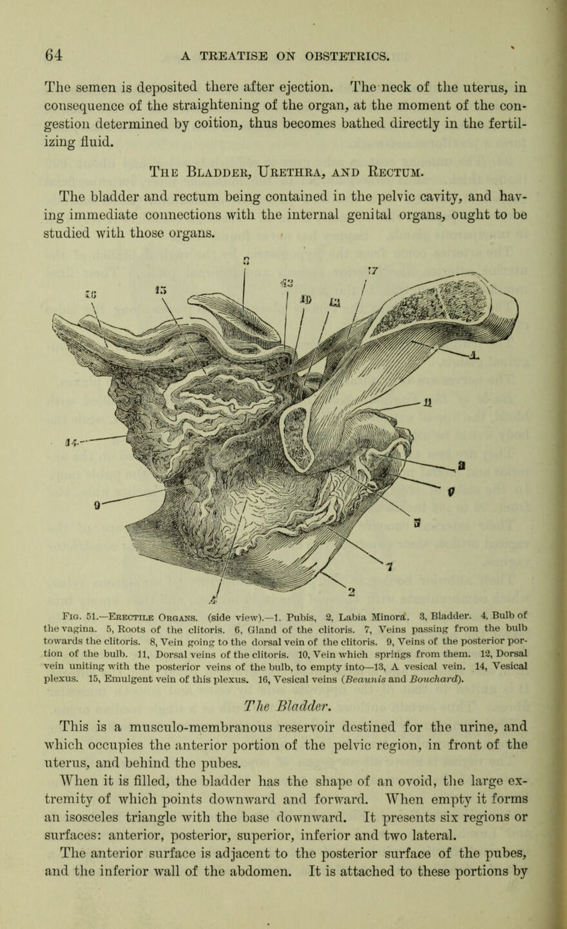 The semen is deposited there after ejection. The-neck of the uterus, in consequence of the straightening of the organ, at the moment of the con- gestion determined by coition, thus becomes bathed directly in the fertil- izing fluid. The Bladder, Urethra, and Rectum. The bladder and rectum being contained in the pelvic cavity, and hav- ing immediate connections with the internal genital organs, ought to be studied with those organs. Fig. 51.—Erectile Organs, (side view).—1. Pubis, 2, Labia Minora. 3, Bladder. 4, Bulb of the vagina. 5, Roots of the clitoris. 6, Gland of the clitoris. 7, Veins passing from the bulb towards the clitoris. 8, Vein going to the dorsal vein of the clitoris. 9, Veins of the posterior por- tion of the bulb. 11, Dorsal veins of the clitoris. 10, Vein which springs from them. 12, Dorsal vein uniting with the posterior veins of the bulb, to empty into—13, A vesical vein. 14, Vesical plexus. 15, Emulgent vein of this plexus. 16, Vesical veins (Beaunis and Bouchard). The Bladder. This is a musculo-membranous reservoir destined for the urine, and which occupies the anterior portion of the pelvic region, in front of the uterus, and behind the pubes. When it is filled, the bladder has the shape of an ovoid, the large ex- tremity of which points downward and forward. When empty it forms an isosceles triangle with the base downward. It presents six regions or surfaces: anterior, posterior, superior, inferior and two lateral. The anterior surface is adjacent to the posterior surface of the pubes, and the inferior wall of the abdomen. It is attached to these portions by