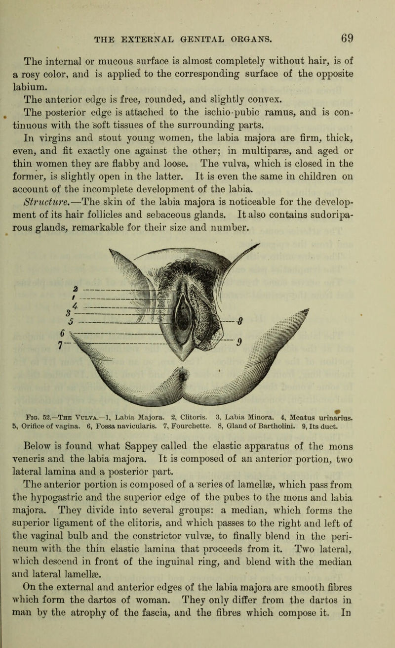The internal or mucous surface is almost completely without hair, is of a rosy color, and is applied to the corresponding surface of the opposite labium. The anterior edge is free, rounded, and slightly convex. The posterior edge is attached to the ischio-pubic ramus, and is con- tinuous with the soft tissues of the surrounding parts. In virgins and stout young women, the labia majora are firm, thick, even, and fit exactly one against the other; in multiparge, and aged or thin women they are flabby and loose. The vulva, which is closed in the former, is slightly open in the latter. It is even the same in children on account of the incomplete development of the labia. Structure.—The skin of the labia majora is noticeable for the develop- ment of its hair follicles and sebaceous glands. It also contains sudoripa- rous glands, remarkable for their size and number. Fig. 52.—The Vulva.—1, Labia Majora. 2, Clitoris. 3, Labia Minora. 4, Meatus urinarius. 5, Orifice of vagina. 6, FosSa navicularis. 7, Fourchette. 8, Gland of Bartholini. 9, Its duct. Below is found what Sappey called the elastic apparatus of the mons veneris and the labia majora. It is composed of an anterior portion, two lateral lamina and a posterior part. The anterior portion is composed of a series of lamellae, which pass from the hypogastric and the superior edge of the pubes to the mons and labia majora. They divide into several groups: a median, which forms the superior ligament of the clitoris, and which passes to the right and left of the vaginal bulb and the constrictor vulvae, to finally blend in the peri- neum with the thin elastic lamina that proceeds from it. Two lateral, which descend in front of the inguinal ring, and blend with the median and lateral lamellae. On the external and anterior edges of the labia majora are smooth fibres which form the dartos of woman. They only differ from the dartos in man by the atrophy of the fascia, and the fibres which compose it. In