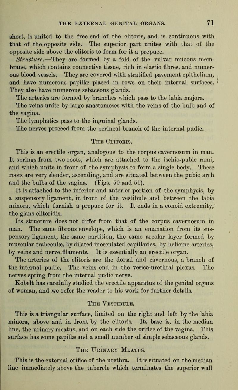 short, is united to the free end of the clitoris, and is continuous with that of the opposite side. The superior part unites with that of the opposite side above the clitoris to form for it a prepuce. Structure.—They are formed by a fold of the vulvar mucous mem- brane, which contains connective tissue, rich in elastic fibres, and numer- ous blood vessels. They are covered with stratified pavement epithelium, and have numerous papillae placed in rows on their internal surfaces. They also have numerous sebaceous glands. The arteries are formed by branches which pass to the labia majora. The veins unite by large anastomoses with the veins of the bulb and of the vagina. The lymphatics pass to the inguinal glands. The nerves proceed from the perineal branch of the internal pudic. The Clitoris. This is an erectile organ, analogous to the corpus cavernosum in man. It springs from two roots, which are attached to the ischio-pubic rami, and which unite in front of the symphysis to form a single body. These roots are very slender, ascending, and are situated between the pubic arch and the bulbs of the vagina. (Figs. 50 and 51). It is attached to the inferior and anterior portion of the symphysis, by a suspensory ligament, in front of the vestibule and between the labia minora, which furnish a prepuce for it. It ends in a conoid extremity, the glans clitoridis. Its structure does not differ from that of the corpus cavernosum in man. The same fibrous envelope, which is an emanation from its sus- pensory ligament, the same partition, the same areolar layer formed by muscular trabeculae, by dilated inosculated capillaries, by helicine arteries, by veins and nerve filaments. It is essentially an erectile organ. The arteries of the clitoris are the dorsal and cavernous, a branch of the internal pudic. The veins end in the vesico-urethral plexus. The nerves spring from the internal pudic nerve. Kobelt has carefully studied the erectile apparatus of the genital organs of woman, and we refer the reader to his work for further details. The Vestibule. This is a triangular surface, limited on the right and left by the labia j minora, above and in front by the clitoris. Its base is, in the median I line, the urinary meatus, and on each side the orifice of the vagina. This I surface has some papillae and a small number of simple sebaceous glands. ! The Urinary Meatus. ! This is the external orifice of the urethra. It is situated on the median I line immediately above the tubercle which terminates the superior wall