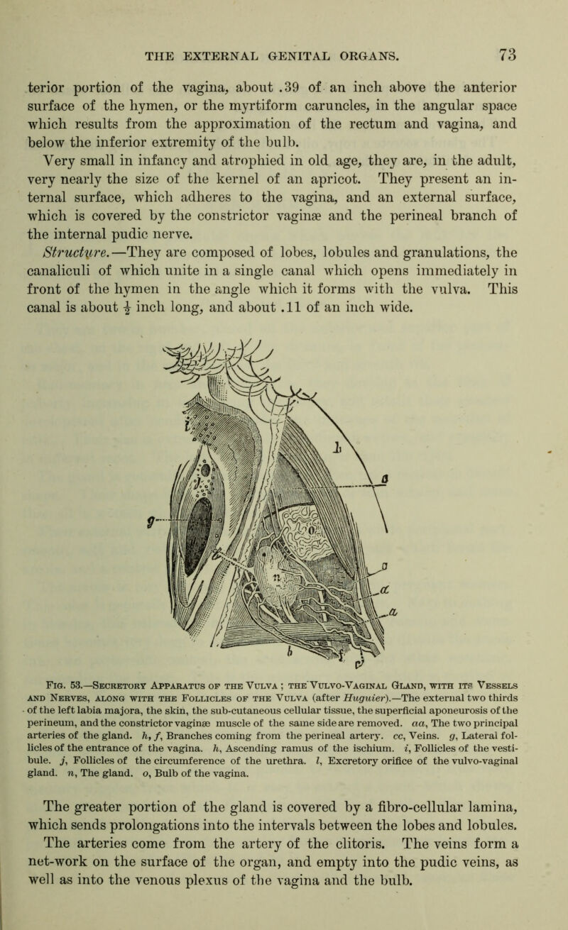terior portion of the vagina, about .39 of an inch above the anterior surface of the hymen, or the myrtiform caruncles, in the angular space which results from the approximation of the rectum and vagina, and below the inferior extremity of the bulb. Very small in infancy and atrophied in old age, they are, in the adult, very nearly the size of the kernel of an apricot. They present an in- ternal surface, which adheres to the vagina, and an external surface, which is covered by the constrictor vaginae and the perineal branch of the internal pudic nerve. Struct\ire.—They are composed of lobes, lobules and granulations, the canaliculi of which unite in a single canal which opens immediately in front of the hymen in the angle which it forms with the vulva. This canal is about inch long, and about .11 of an inch wide. Fia. 53.—Secretory Apparatus op the Vulva ; the'Vulvo-Vaginal Gland, with it.=* Vessels AND Nerves, along with the Follicles of the Vulva (after Huguier).—l!Yie external two thirds of the left labia majora, the skin, the sub-cutaneous cellular tissue, the superficial aponeurosis of the perineum, and the constrictor vaginae muscle of the same side are removed. «a, The two principal arteries of the gland, h, /, Branches coming from the perineal artery, cc. Veins, g. Lateral fol- licles of the entrance of the vagina, h. Ascending ramus of the ischium, i. Follicles of the vesti- bule. j, Follicles of the circumference of the urethra. I, Excretory orifice of the vulvo-vaginal gland, n, The gland, o. Bulb of the vagina. The greater portion of the gland is covered by a fibro-cellular lamina, which sends prolongations into the intervals between the lobes and lobules. The arteries come from the artery of the clitoris. The veins form a net-work on the surface of the organ, and empty into the pudic veins, as well as into the venous plexus of the vagina and the bulb.
