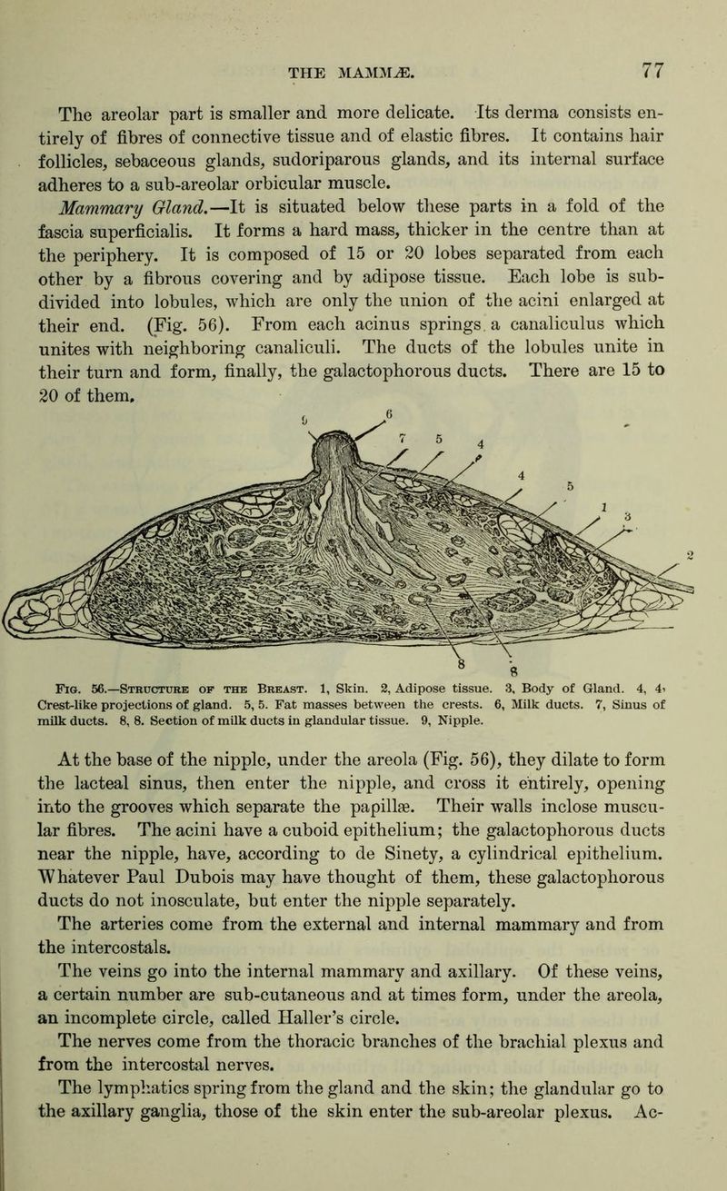 The areolar part is smaller and more delicate. Its derma consists en- tirely of fibres of connective tissue and of elastic fibres. It contains hair follicles, sebaceous glands, sudoriparous glands, and its internal surface adheres to a sub-areolar orbicular muscle. Mammary Gland,—It is situated below these parts in a fold of the fascia superficialis. It forms a hard mass, thicker in the centre than at the periphery. It is composed of 15 or 20 lobes separated from each other by a fibrous covering and by adipose tissue. Each lobe is sub- divided into lobules, which are only the union of the acini enlarged at their end. (Fig. 56). From each acinus springs, a canaliculus which unites with neighboring canaliculi. The ducts of the lobules unite in their turn and form, finally, the galactophorous ducts. There are 15 to 20 of them. Fig. 56.—Structure of the Breast. 1, Skin. 2, Adipose tissue. 3, Body of Gland. 4, 4i Crest-like projections of gland. 5, 5. Fat masses between the crests. 6, Milk ducts. 7, Sinus of milk ducts. 8, 8. Section of milk ducts in glandular tissue. 9, Nipple. At the base of the nipple, under the areola (Fig. 56), they dilate to form the lacteal sinus, then enter the nipple, and cross it entirely, opening into the grooves which separate the papillae. Their walls inclose muscu- lar fibres. The acini have a cuboid epithelium; the galactophorous ducts near the nipple, have, according to de Sinety, a cylindrical epithelium. Whatever Paul Dubois may have thought of them, these galactophorous ducts do not inosculate, but enter the nipple separately. The arteries come from the external and internal mammary and from the intercostals. The veins go into the internal mammary and axillary. Of these veins, a certain number are sub-cutaneous and at times form, under the areola, an incomplete circle, called Haller’s circle. The nerves come from the thoracic branches of the brachial plexus and from the intercostal nerves. The lymphatics spring from the gland and the skin; the glandular go to the axillary ganglia, those of the skin enter the sub-areolar plexus. Ac-