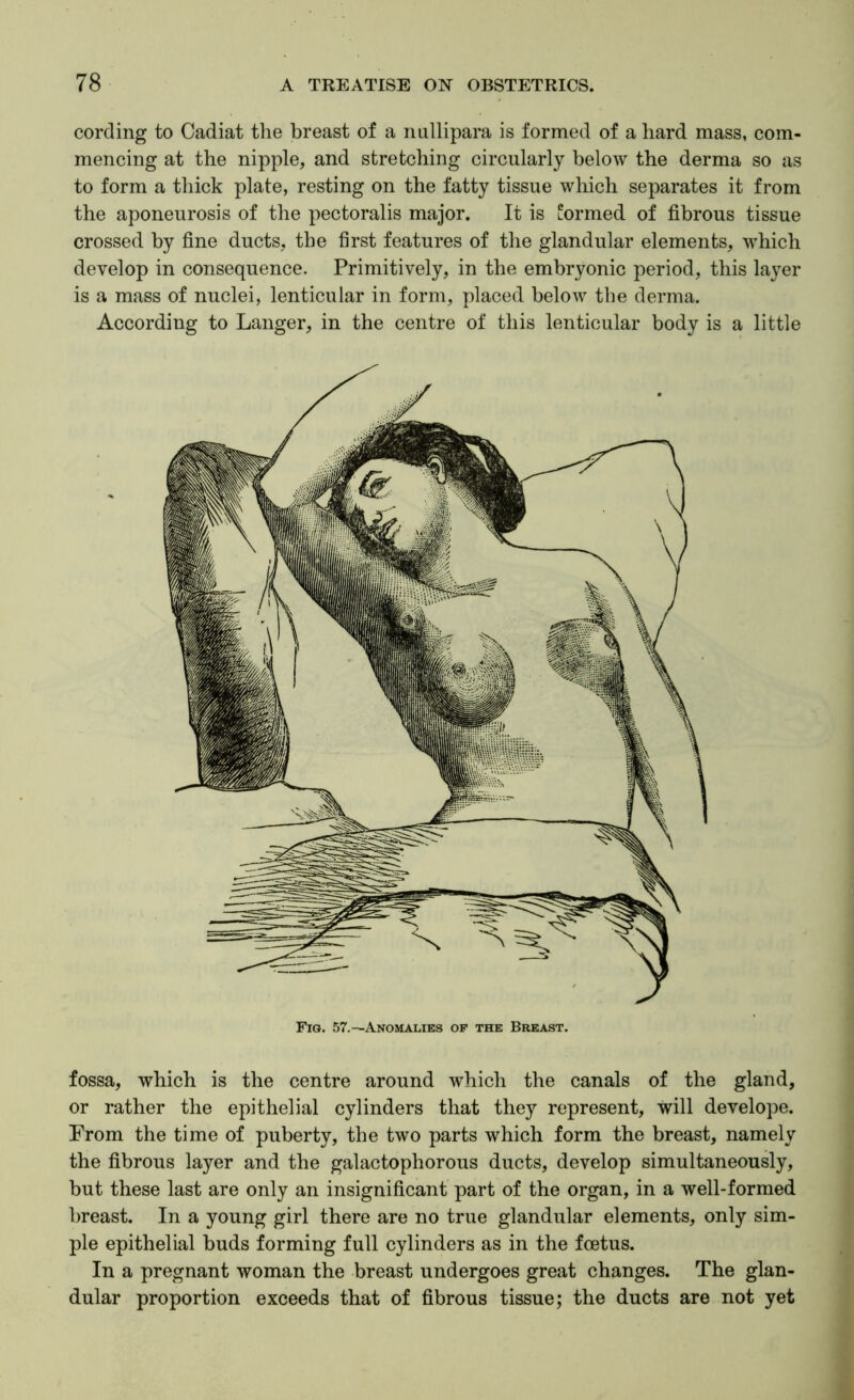 cording to Cadiat the breast of a nullipara is formed of a hard mass, com- mencing at the nipple, and stretching circularly below the derma so as to form a thick plate, resting on the fatty tissue which separates it from the aponeurosis of the pectoralis major. It is lormed of fibrous tissue crossed by fine ducts, the first features of the glandular elements, which develop in consequence. Primitively, in the embryonic period, this layer is a mass of nuclei, lenticular in form, placed below the derma. According to Langer, in the centre of this lenticular body is a little fossa, which is the centre around which the canals of the gland, or rather the epithelial cylinders that they represent, will develope. Prom the time of puberty, the two parts which form the breast, namely the fibrous layer and the galactophorous ducts, develop simultaneously, but these last are only an insignificant part of the organ, in a well-formed breast. In a young girl there are no true glandular elements, only sim- ple epithelial buds forming full cylinders as in the foetus. In a pregnant woman the breast undergoes great changes. The glan- dular proportion exceeds that of fibrous tissue; the ducts are not yet