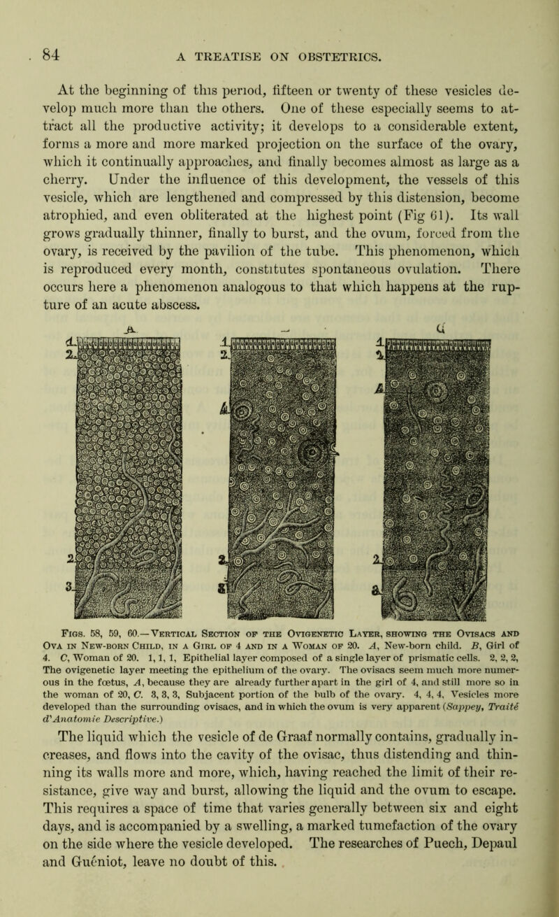 At the beginning of this period, fifteen or twenty of these vesicles de- velop much more than the others. One of these especially seems to at- tract all the productive activity; it develops to a considerable extent, forms a more and more marked projection on the surface of the ovary, which it continually approaches, and finally becomes almost as large as a cherry. Under the influence of this development, the vessels of this vesicle, which are lengthened and compressed by this distension, become atrophied, and even obliterated at the highest point (Fig (31). Its wall grows gradually thinner, finally to burst, and the ovum, forced from the ovary, is received by the pavilion of the tube. This phenomenon, which is reproduced every month, constitutes spontaneous ovulation. There occurs here a phenomenon analogous to that which happens at the rup- ture of an acute abscess. Figs. 58, 59, 60.—Vertical Section of the Ovigenetic Layer, showing the Ovisacs and Ova in New-born Child, in a Girl of 4 and in a Woman op 20. A, New-born child. B, Girl of 4. C, Woman of 20. 1,1, 1, Epithelial layer composed of a sinp^le layer of prismatic cells. 2, 2, 2, The ovigenetic layer meeting the epithelium of the ovary. The ovisacs seem much more numer- ous in the foetus. A, because they are already further apart in the girl of 4, and still more so in the woman of 20, C. 3, 3, 3, Subjacent portion of the bulb of the ovary. 4, 4, 4, Vesicles more developed than the surrounding ovisacs, and in which the ovum is very apparent {Sappey, Traite d'Anatoraie Descriptive.) The liquid which the vesicle of de Graaf normally contains, gradually in- creases, and flows into the cavity of the ovisac, thus distending and thin- ning its walls more and more, which, having reached the limit of their re- sistance, give way and burst, allowing the liquid and the ovum to escape. This requires a space of time that varies generally between six and eight days, and is accompanied by a swelling, a marked tumefaction of the ovary on the side where the vesicle developed. The researches of Puech, Depaul and Gucniot, leave no doubt of this.