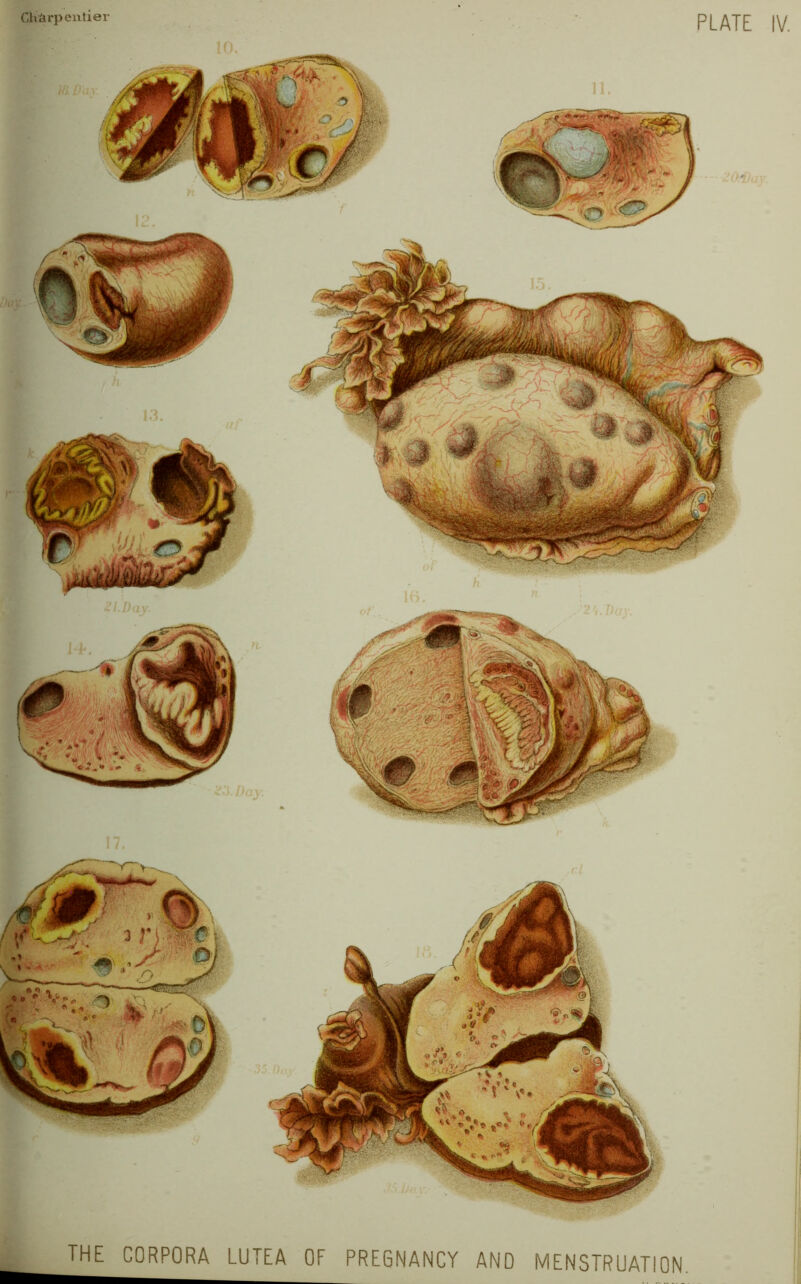 Cliiirpeutier THE CORPORA LUTEA OF PREGNANCY AND MENSTRUATION,