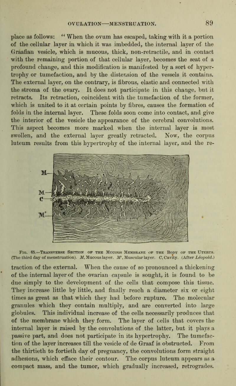 place as follows: “ When the ovum has escaped, taking with it a portion of the cellular layer in which it was imbedded, the internal layer of the Graafian vesicle, which is mucous, thick, non-retractile, and in contact with the remaining portion of that cellular layer, becomes the seat of a profound change, and this modification is manifested by a sort of hyper- trophy or tumefaction, and by the distension of the vessels it contains. The external layer, on the contrary, is fibrous, elastic and connected with the stroma of the ovary. It does not participate in this change, but it retracts. Its retraction, coincident with the tumefaction of the former, which is united to it at certain points by fibres, causes the formation of folds in the internal layer. These folds soon come into contact, and give the interior of the vesicle the appearance of the cerebral convolutions. This aspect becomes more marked when the internal layer is most swollen, and the external layer greatly retracted. Now, the corpus luteum results from this hypertrophy of the internal layer, and the re- Fig. 65.—Transverse Section op the Mucous Membrane of the Body op the Uterus. (The third day of menstruation), ilf, Mucous layer. If', Muscular layer. C, Cavity. (After Leojiold.) traction of the external. When the cause of so pronounced a thickening of the internal layer of the ovarian capsule is sought, it is found to be due simply to the development of the cells that compose this tissue. They increase little by little, and finally reach a diameter six or eight times as great as that which they had before rupture. The molecular granules which they contain multiply, and are converted into large globules. This individual increase of the cells necessarily produces that of the membrane which they form. The layer of cells that covers the internal layer is raised by the convolutions of the latter, but it plays a passive part, and does not participate in its hypertrophy. The tumefac- tion of the layer increases till the vesicle of de Graaf is obstructed. From the thirtieth to fortieth day of pregnancy, the convolutions form straight adhesions, which efface their contour. The corpus luteum appears as a compact mass, and the tumor, which gradually increased, retrogrades.