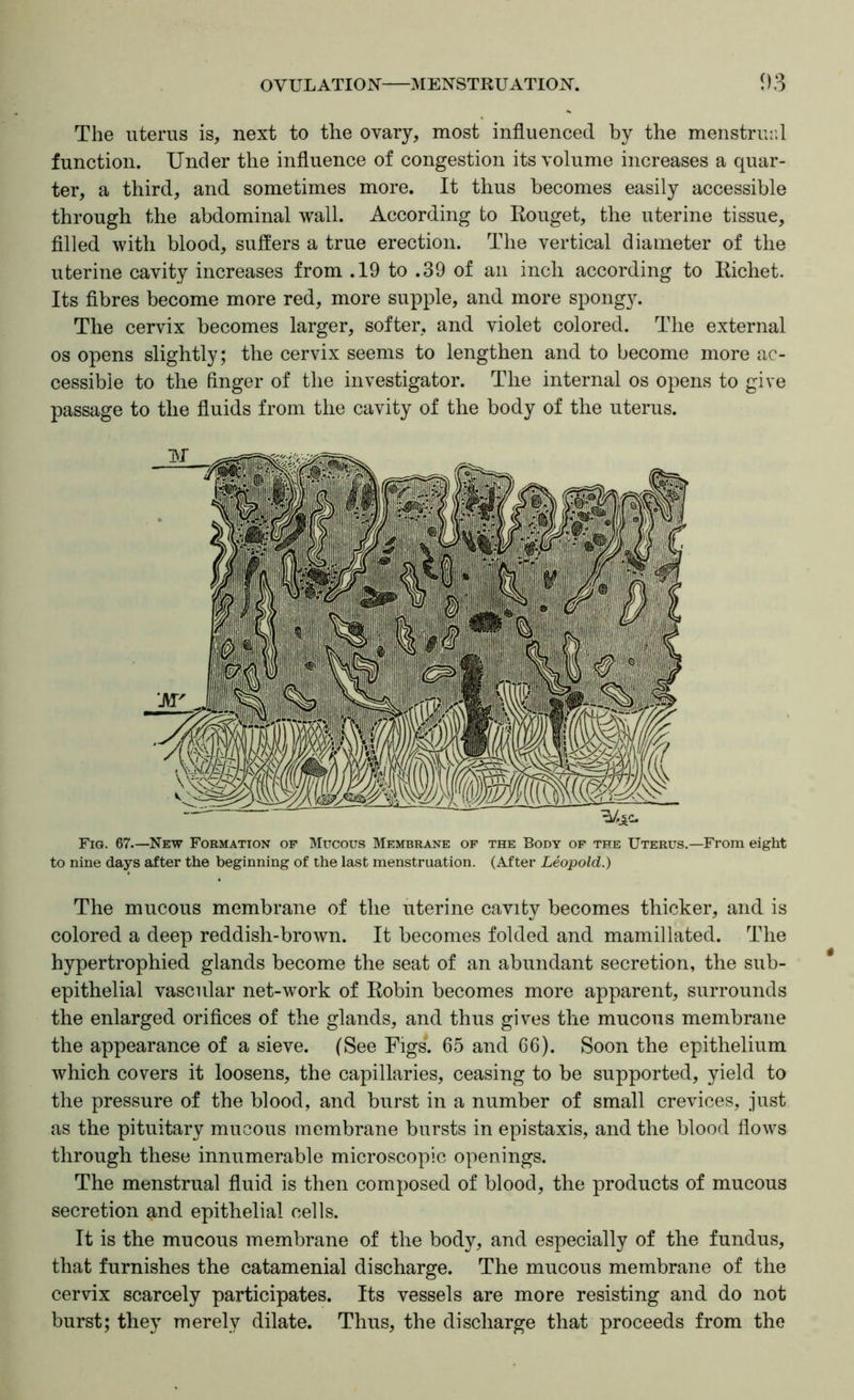 The uterus is, next to the ovary, most influenced by the menstrunl function. Under the influence of congestion its volume increases a quar- ter, a third, and sometimes more. It thus becomes easily accessible through the abdominal wall. According to Rouget, the uterine tissue, tilled with blood, suffers a true erection. The vertical diameter of the uterine cavity increases from .19 to .39 of an inch according to Richet. Its fibres become more red, more supple, and more spongy. The cervix becomes larger, softer, and violet colored. The external os opens slightly; the cervix seems to lengthen and to become more ac- cessible to the finger of the investigator. The internal os opens to give passage to the fluids from the cavity of the body of the uterus. Fig. 67.—New Formation of Mucous Membrane of the Body of the Uterus.—From eight to nine days after the beginning of the last menstruation. (After Leopold.) The mucous membrane of the uterine cavity becomes thicker, and is colored a deep reddish-brown. It becomes folded and mamillated. The hypertrophied glands become the seat of an abundant secretion, the sub- epithelial vascular net-work of Robin becomes more apparent, surrounds the enlarged orifices of the glands, and thus gives the mucous membrane the appearance of a sieve. (See Rigs*. 65 and 66). Soon the epithelium which covers it loosens, the capillaries, ceasing to be supported, yield to the pressure of the blood, and burst in a number of small crevices, just as the pituitary mucous membrane bursts in epistaxis, and the blood flows through these innumerable microscopic openings. The menstrual fluid is then composed of blood, the products of mucous secretion and epithelial cells. It is the mucous membrane of the body, and especially of the fundus, that furnishes the catamenial discharge. The mucous membrane of the cervix scarcely participates. Its vessels are more resisting and do not burst; they merely dilate. Thus, the discharge that proceeds from the