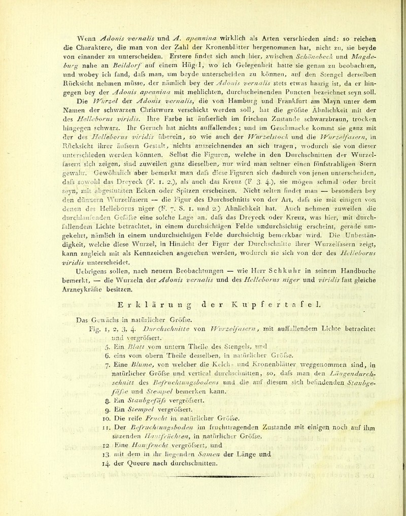 Wenn Adonis vernalis und A. apennina wirklich als Arten verschieden sind: so reichen die Charaktere, die man von der Zahl der Kronenblatter hergenommen hat, nicht zu, sie beyde von einander zu unterscheiden. Erstere findet sich auch liier, zwischen Schönebeck und Magde- burg nahe an Beildorf auf einem Hüg'I, wo ich Gelegenheit hatte sie genau zu beobachten, und wobey ich fand, dafs man, um beyde unterscheiden zu können, auf den Stengel derselben Rücksicht nehmen müsse, der nämlich bey der Adonis vernalis stets etwas haarig ist, da er hin- gegen bey der Adonis apennina mit mehlichten, durchscheinenden Puncten bezeichnet seyn soll. Die Wurzel der Adonis vernalis, die von Hamburg und Frankfurt am Mayn unter dem Namen der schwarzen Christwurz verschickt werden soll, hat die gröfste Ähnlichkeit mit der des Helleborus viridis. Ihre Farbe ist äufserlich im frischen Zustande schwarzbraun, trocken hingegen schwarz. Ihr Geruch hat nichts auffallendes; und im Geschmacke kommt sie ganz mit der des Helleborus viridis überein, so wie auch der Wurzelstock und die Wurzelfasern, in Rücksicht ihrer äüfsern Gestalt, nichts auszeichnendes an sich tragen, wodurch sie von dieser unterschieden werden könnten. Selbst die Figuren, welche in den Durchschnitten der Wurzel- fasern sich zeigen, sind zuweilen ganz dieselben, nur wird man seltner einen fünfstrahligen Stern gewahr. Gewöhnlich aber bemerkt man dafs diese Figuren sich dadurch von jenen unterscheiden, dafs sowohl das Dreyeck (F. i. 2.), als auch das Kreuz (F. 3- 40? s^e mögen schmal oder breit seyn, mit abgestutzten Ecken oder Spitzen erscheinen. Nicht selten findet man — besonders bey den dünnem Wurzelfasern — die Figur des Durchschnitts von der Art, dafs sie mit einigen von denen des Helleborus niger (F. 7. S. 1. und 2.) Ähnlichkeit hat. Auch nehmen zuweilen die durchlaufenden Gefäße eine solche Lage an, dafs das Dreyeck oder Kreuz, wras hier, mit durch- fallendem Lichte betrachtet, in einem durchsichtigen Felde undurchsichtig erscheint, gerade um- gekehrt, nämlich in einem undurchsichtigen Felde durchsichtig bemerkbar wird. Die Unbestän- digkeit, welche diese Wurzel, in Hinsicht der Figur der Durchschnitte ihrer Wurzelfasern zeigt, kann zugleich mit als Kennzeichen angesehen werden, wodurch sie sich von der des Helleborus viridis unterscheidet. Uebrigens sollen, nach neuern Beobachtungen — wie Herr Schkuhr in seinem Handbuche bemerkt, —■ die Wurzeln der Adonis vernalis und des Helleborus niger und viridis fast gleiche Arzneykräfte besitzen. Erklärung der Kupfertafel. Das Gewächs in natürlicher Gröfse. Fig. 1, 2, 3, 4* Durchschnitte Von Wurzelfasern, ihit auffallendem Lichte betrachtet und vergröfsert. 5. Ein Blatt vom untern Theile des Stengels, und 6. eins vom obern Theile desselben, in natürlicher Gröfse. 7. Eine Blume, von welcher die Kelch- und Kronenblätter weggenommen sind, in natürlicher Gröfse und vertical durchschnitten, so, dafs man den Längendurch- schnitt des Befruchtungsbodens und die auf diesem sich befindenden Staubge- fäfse und Stempel bemerken kann. Q. Ein Staubgefäfs vergröfsert. g. Ein Stempel vergröfsert. 10. Die reife Frucht in natürlicher Gröfse. 11. Der Befruchiungsboden im fruchttragenden Zustande mit einigen noch auf ihm sitzenden Ha /tfrächten, in natürlicher Gröfse. 12 Eine Haufrucht vergröfsert, und 13. mit dem in dir liegenden Samen der Länge und 14. der Queere nach durchschnitten.