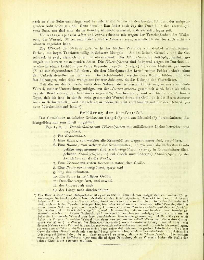 nach an einer Seite entspringt, und in welcher die Samen an den beyden Rändern der aufsprin- genden Naht befestigt sind. Ganz derselbe Bau findet auch bey der Fruchthüile der Actaea spi- cata Statt, nur darf man, da sie fleischig ist, nicht erwarten, dals sie aufspringen soll. Die Actaea spicata alba und rubra scheinen mir wregen der Verschiedenheit des Wohn- orts, der Wurzel, Blätter und Früchte wahre Arten zu seyn, weshalb ich sie hier auch nicht als Abarten angeführt habe. Die Wurzel der Actaea spicata ist im frischen Zustande von dunkel schwarzbrauner Farbe, die beym Trocknen völlig in Schwarz übergeht. Sie hat keinen Geruch, und ihr Ge- schmack ist ekel, ziemlich bitter und etwas scharf. Der Wiirzelstock ist vielköpfig, schief, ge- ringelt mit kurzen autsteigendyn Ästen: Die Wurzel fasern sind ästig und zeigen im Durchschnit- te eine in einem kreisförmigen Felde liegende drcy- (F. i.), vier- (F. 2.) oder fünfblättrige Rosette (F. 3-) mit abgerundeten Blättchen, die den Miltelpunct des kreisförmigen Feldes bedeckt ohne den Unkreis desselben zu berühren. Die Gcfälsbündel, welche diese Rosette bilden, sind von fast holzartiger, oder doch wenigstens festerer Substanz, als das Uebrige der Wurzelfaser. Dafs die aus der Scliweitz, unler dem Nahmen der schwarzen Christwurz, zu uns kommende Wurzel, meiner Untersuchung zufolge, von der Actaea spicata gesammelt wird, habe ich schon bey der Beschreibung des Helleborus niger altifolins bemerkt , und will hier nur noch hinzu- fügen, dafs ich jene, in der Schweitz gesammelte Wurzel durch die Gefälligkeit des Herrn Assessor Rose in Berlin erhielt, und dafs ich sie in jedem Betracht vollkommen mit der der Actaea spi- cata übereinstimmend fand *). Erklärung der Kupfertafel. Das Gewächs in natürlicher Gröfse, am Stengel (*) und am Blattstiel (*) durchschnitten; das Stengelblatt nur zum Theii ausgeführt. Fig. i, 2, 3. Durchschnitte von Wurzelfasern mit auffallendem Lichte betrachtet und vergröfsert. 4* Ein Kronenblatt. 5. Eine Blume, von welcher die KronepbL'itter weggenommen sind, vergröfsert. 6. Eine Blume, von welcher die Kronenblätter, so wie auch die mehresten Staub- gefäfse weggenommen sind, stark vergröfsert: a) zwey in Kronenblätter über- gehende Staubgefäße, b) ein (noch unverändertes) Slaubgefäfs, c) der Fruchtknoten, d) die Narbe. 7. Eine Traube mit reifen Beeren in natürlicher Gröfse. 8- Eine Beere etwas vergröfsert, queer und 9. lang durshschnilten. 10. Ein Same in natürlicher Gröfse. 11. Derselbe vergröfsert, und sowohl 12. der Queere, als auch 13- der Länge nach durchschnitten. *) Der Herr Assessor und Hofapotheker Meyer in Stettin, dem ich vor einiger Zeit von meinen Unter- suchungen Nachricht gab, schrieb deshalb an den Herrn Apotheker Morell in Bern, und bekam folgende Antwort: ,,der Helleborus niger, findet sich zwar in dem östlichen Tiieile der Schweitz und zieht sich nach den Tyroler Gebirgen hin, hier aber ist er nicht einheimisch. Alle Wurzeln, die hier unter jenem Nahmen gesammelt werden, kommen von dem Helleborus viridis und dem H. foetidus. Sie werden viel in Frankreich eingeführt, und ich vermuthe, dafs sie von beyden unter einander ge- sammelt werden.“ Dieser Nachricht und meinen Untersuchungen zufolge, wird also die aus der Schweitz kommende Wurzel von drey verschiedenen Gewachsen genommen; und Herr Meyer wirft daher die Frage auf: welche Wurzel man denn nun gebrauchen solle? Wenn man die wahre Christ- wurz der Alten (die Wurzel des Helleborus orientalis) nicht bekommen kann, dennoch aber unter diesem Nahmen eine Wurzel in dem Arzeney vorrath aufbewahrt werden soii: so würde ich vorschlagen, sie von dem Helleborus viridis zu sammeln ; denn aufser dafs sich von der grefsen Aehnliclikeir, die dieses Gewächs seiner Gestalt nach mit dem Helleborus orientalis bat, auch an! Aehnliclikeir in Rücksicht der Wirkung schliefsen Iäf»r , ist es , ohne #0 ätzend zu seyn , als der Helleborus foetidus, bey weitem wirksamer, all der Helleborus niger und die übrigen Gewächse, deren Wurzeln bisher die Stelle der ächten Chrisiwurz vertreten mufsten.