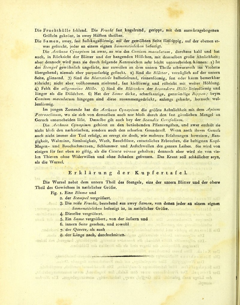 Die Fruchthülle fehlend. Die Frucht fast kugelrund, gerippt, mit den auswartsgebogenen Griffeln gekrönt, in zwey Hälften theilbar. Die Samen, zwey, fast halbkugelförmig, auf der gewölbten Seite fünfrippig, auf der ebenen et- was gefurcht, jeder an einem eignen Samenstielchen befestigt. Die Aethusa Cynapium ist zwar, so wie das Conium maculatum, durchaus kahl und hat auch, in Rücksicht der Blätter und der hangenden Hüllchen, mit demselben grofse Ähnlichkeit; aber dennoch wird man sie durch folgende Kennzeichen sehr leicht unterscheiden können: 1) Ist der Stengel gewöhnlich ungefärbt, nur zuweilen an dem untern Theile schwarzroth ins Violette übergehend; niemals aber purpurfarbig gefleckt. 2) Sind die Blätter, vorzüglich auf der untern Seite, glänzend. 3) Sind die Blattstiele halbstielrund, rinnenförmig, fest oder kaum bemerkbar röhricht; nicht aber vollkommen stielrund, fast kielförmig und röbricht mit weiter Höhlung. 4) Fehlt die allgemeine Hülle. 5) Sind die Blättchen der besondern Hülle linienförmig und länger als die Döldchen. 6) Hat der Same dicke, scharfkantige, ganzrändige Rippen; beym Conium maculatum hingegen sind diese zusammengedrückt, anfangs gekerbt, hernach wel- lenförmig. Im jungen Zustande hat die Aethusa Cynapium die gröbste Aehnlichkeit mit dem Apium 'jPetroselinum, wo sie sich von demselben auch nur blols durch den fast gänzlichen Mangel an Geruch unterscheiden läfst. Dasselbe gilt auch bey der Scandicc Cerefolium. Die Aethusa Cynapium gehöret zu den betäubenden Pflanzengiften, und zwar enthält sie nicht blols den narkotischen, sondern auch den scharfen Grundstoff. Wenn nach ihrem Genufs auch nicht immer der Tod erfolgt, so erregt sie doch, wie mehrere Erfahrungen beweisen, Ban- gigkeit, Wahnsinn, Sinnlosigkeit, Wuth, Bauchflüsse, entsetzliches Erbrechen, die heftigsten Kopf- Magen- und Bauchschmerzen, Schlummer und Aufschwellen des ganzen Leibes. Sie wird von einigen für fast eben so giftig, als die Cicuta virosa gehalten; dennoch aber wird sie von vie- len Thieren ohne Widerwillen und ohne Schaden gefressen. Das Kraut soll schädlicher seyn, als die Wurzel. Erklärung der Kupfertafel. Die Wurzel nebst dem untern Theil des Stengels, eins der untern Blätter und der obere Theil des Gewächses in natürlicher Gröfse. Fig. 1. Eine Blume und 2. der Stempel vergröfsert. 3. Die reife Frucht, bestehend aus zwey Samen, von denen jeder an einem eignen Samenstielchen befestigt ist, in natürlicher Gröfse» 4. Dieselbe vergröfsert. 5.. Ein Same vergröfsert, von der äufsern und 6. innern Seite gesehen, und sowohl 7. der Queere, als auch §. der Länge nach, durchschnitten«
