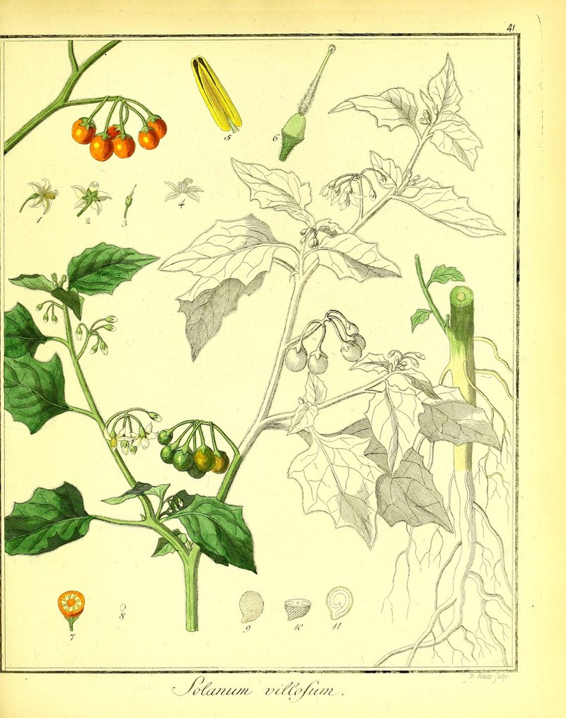 41 P. Xkeu fletfa. VtO/ZUMs 7y