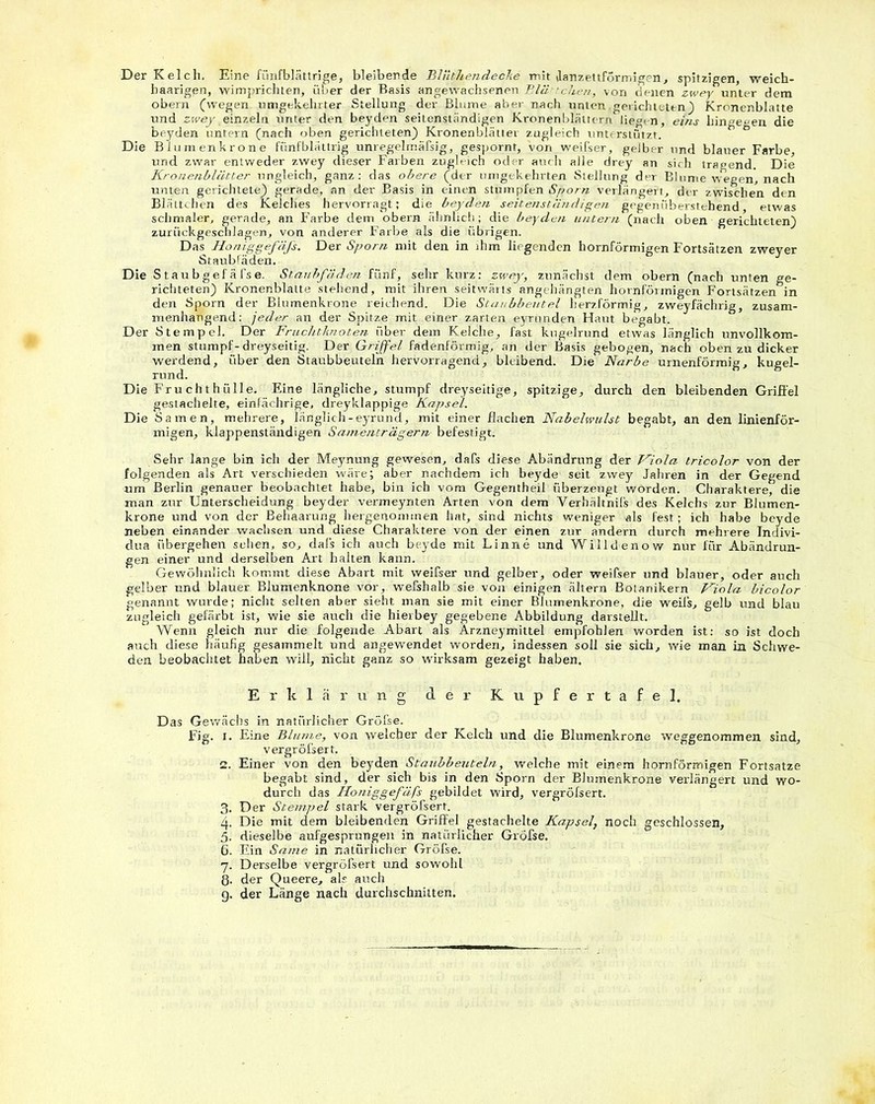 Der Kelch, Eine fünfblättrige, bleibende Blüthendecke mit »lanzettförmigen, spitzigen, weich- baarigen, wimprichten, über der Basis angewachsenen Bläschen, von denen zwey unter dem obern (wegen umgekehrter Stellung der Blume aber nach unten .gerichteten) Kronenblatte und zwey einzeln unter den beyden seitenständigen Kronen blättern liegen, eins hingegen die beyden untern (nach oben gerichteten) Kronenblätter zugleich unterstützt. Die Blumenkrone fünfblättrig unregelmäfsig, gespornt, von weifser, gelber und blauer Farbe, und zwar entweder zwey dieser Farben zugleich oder auch alle drey an sich tragend. Die Kronenblätter ungleich, ganz: das obere (der umgekehrten Stellung der Blume wegen, nach unten gerichtete) gerade, an der Basis in einen stumpfen Sporn verlängert, der zwischen d<n Blättchen des Kelches hervorragt; die beyden seitenständigen gegenüberstehend, etwas schmaler, gerade, an Farbe dem obei-n ähnlich; die beyden untern (nach oben gerichteten) zurückgeschlagen, von anderer Farbe als die übrigen. Das Honiggefäfs. Der Sporn mit den in ihm liegenden hornförmigen Fortsätzen zweyer Staubfäden. Die Staub gef ä fse. Staubfäden fünf, sehr kurz; zwey, zunächst dem obern (nach unten ge- richteten) Kronenblatte stehend, mit ihren seitwärts angehängten hornförmigen Fortsätzen in den Sporn der Blumenkrone reichend. Die Staubbeutel herzförmig, zweyfächrig, zusam- menhängend; jeder an der Spitze mit einer zarten eyrunden Haut begabt. Der Stempel. Der Fruchtknoten über dem Kelche, fast kugelrund etwas länglich unvollkom- men stumpf-dreyseitig. Der Griffel fadenförmig, an der Basis gebogen, nach oben zu dicker werdend, über den Staubbeuteln hervorragend, bleibend. Die Narbe urnenförmig, kugel- rund. Die Fru chthülle. Eine längliche, stumpf dreyseitige, spitzige, durch den bleibenden Griffel gestachelte, einfächrige, dreyklappige Kapsel. Die Samen, mehrere, länglich-eyrund, mit einer flachen Nabelwulst begabt, an den linienför- migen, klappenständigen Samenträgern befestigt. Sehr lange bin ich der Meynung gewesen, dafs diese Abändrung der Viola tricolor von der folgenden als Art verschieden wäre; aber nachdem ich beyde seit zwey Jahren in der Gegend um Berlin genauer beobachtet habe, bin ich vom Gegentheii überzeugt worden. Charaktere, die man zur Unterscheidung beyder vermeynten Arten von dem Verhältnis des Kelchs zur Blumen- krone und von der Behaarung hergenommen hat, sind nichts weniger als fest; ich habe beyde neben einander wachsen und diese Charaktere von der einen zur andern durch mehrere Indivi- dua übergehen sehen, so, dafs ich auch beyde mit Linne und Willdenow nur für Abändrun- gen einer und derselben Art halten kann. Gewöhnlich kommt diese Abart mit weifser und gelber, oder weifser und blauer, oder auch gelber und blauer Blumenknone vor, wefshalb sie von einigen altern Botanikern Viola bicolor genannt wurde; nicht selten aber sieht man sie mit einer Blumenkrone, die weils, gelb und blau zugleich gefärbt ist, wie sie auch die hierbey gegebene Abbildung darstellt. Wenn gleich nur die folgende Abart als Arzneymittel empfohlen worden ist: so ist doch auch diese häufig gesammelt und angewendet worden, indessen soll sie sich, wie man in Schwe- den beobachtet haben will, nicht ganz so wirksam gezeigt haben. Erklärung der Kupfertafel. Das Gewächs in natürlicher Gröfse. Fig. i. Eine Blume, von welcher der Kelch und die Blumenkrone weggenommen sind, vergröfsert. 2. Einer von den beyden Staubbeuteln, welche mit einem hornförmigen Fortsatze begabt sind, der sich bis in den Sporn der Blumenkrone verlängert und wo- durch das Honiggefäfs gebildet wird, vergröfsert. 3. Der Stempel stark vergröfsert. 4. Die mit dem bleibenden Griffel gestachelte Kapsel, noch geschlossen, 5. dieselbe aufgesprungen in natürlicher Gröfse. 6. Ein Smne in natürlicher Gröfse. 7. Derselbe vergröfsert und sowohl ß. der Queere, als auch