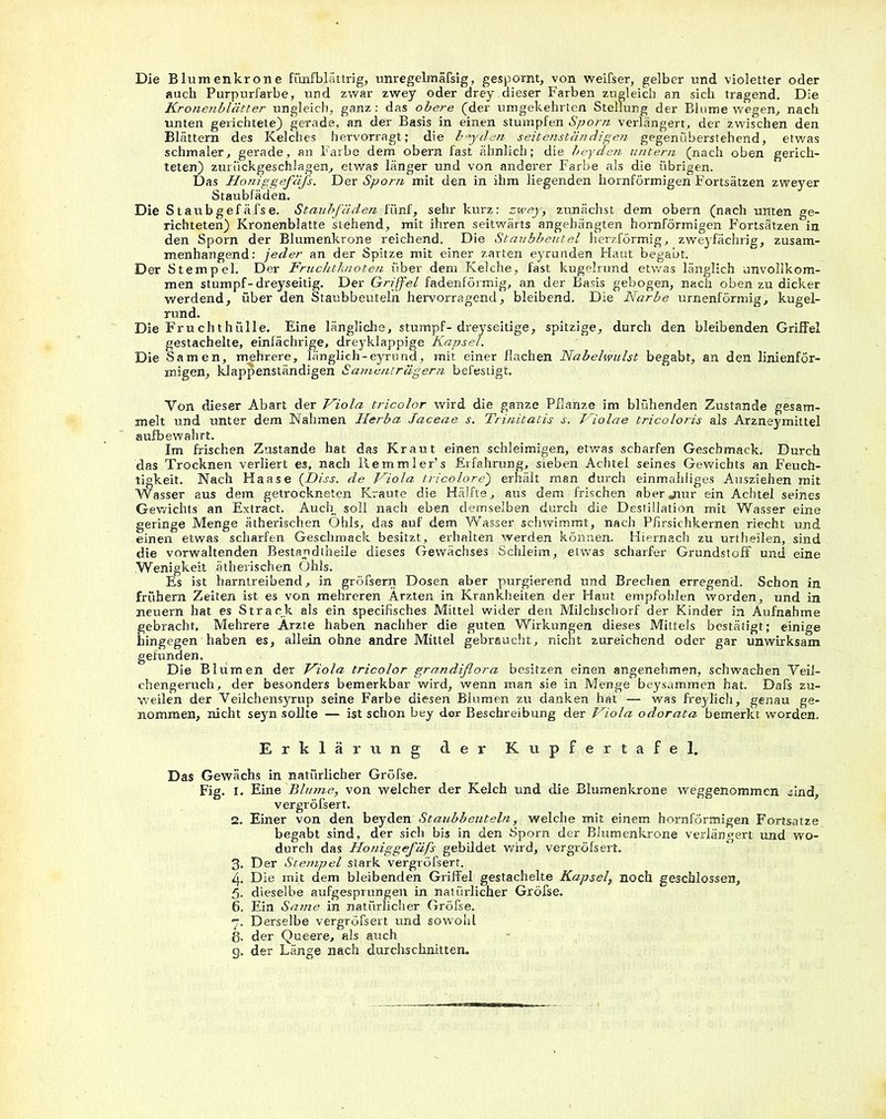 Die Blumenkrone fünfblättrig, unregelmäfsig, gespornt, von weifser, gelber und violetter oder auch Purpurfarbe, und zwar zwey oder drey,dieser Farben zugleich an sich tragend. Die Kronenblätter ungleich, ganz : das obere (der umgekehrten Stellung der Blume wegen, nach unten gerichtete) gerade, an der Basis in einen stumpfen Sporn verlängert, der zwischen den Blättern des Kelches hervorragt; die beyden seitenständigen gegenüberstehend, etwas schmaler, gerade, an Farbe dem obern fast ähnlich; die beyden untern (nach oben gerich- teten) zuriickgeschlagen, etwas länger und von anderer Farbe als die übrigen. Das Honiggefäfs. Der Sporn mit den in ihm liegenden hornförmigen Fortsätzen zweyer Staubfäden. Die Staubgefäfse. Staubfäden fünf, sehr kurz: zwey, zunächst dem obern (nach unten ge- richteten) Kronenblatte stehend, mit ihren seitwärts angehängten homförmigen Fortsätzen in den Sporn der Blumenkrone reichend. Die Staubbeutel herzförmig, zweyfächrig, zusam- menhängend: jeder an der Spitze mit einer zarten eyrunden Haut begabt. Der Stempel. Der Fruchtknoten über dem Kelche, fast kugelrund etwas länglich unvollkom- men stumpf-dreyseitig. Der Griffel fadenförmig, an der Basis gebogen, nach oben zu dicker werdend, über den Staubbeuteln hervorragend, bleibend. Die Narbe urnenförmig, kugel- rund. Die Fruchthülle. Eine längliche, stumpf-dreyseitige, spitzige, durch den bleibenden Griffel gestachelte, einfächrige, dreyklappige Kapsel. Die Samen, mehrere, länglich-eyrund, mit einer flachen Nabelwulst begabt, an den linienför- migen, klappenständigen Samenträgern befestigt. Von dieser Abart der Viola tricolor wird die ganze Pflanze im blühenden Zustande gesam- melt und unter dem Nahmen Herba Jaceae s. Trinitatis s. Fiolae tricoloris als Arzneymittel aufbewahrt. Im frischen Zustande hat das Kraut einen schleimigen, etwas scharfen Geschmack. Durch das Trocknen verliert es, nach Remmler’s Erfahrung, sieben Achtel seines Gewichts an Feuch- tigkeit. Nach Haase (JDiss. de Viola t'ricolorej erhält man durch einmahiiges Ausziehen mit Wasser aus dem getrockneten Kraute die Hälfte, aus dem frischen aber jiur ein Achtel seines Gewichts an Extract. Auch, soll nach eben demselben durch die Destillation mit Wasser eine geringe Menge ätherischen Ohls, das auf dem Wasser schwimmt, nach Pfirsichkernen riecht und einen etwas scharfen Geschmack besitzt, erhalten werden können. Hiernach zu urtheilen, sind die vorwaltenden Bestapdiheile dieses Gewächses Schleim, etwas scharfer Grundstoff und eine Wenigkeit ätherischen Ohls. Es ist harntreibend, in gröfsern Dosen aber purgierend und Brechen erregend. Schon in frühem Zeiten ist es von mehreren Ärzten in Krankheiten der Haut empfohlen worden, und in neuern hat es Strack als ein specifisches Mittel wider den Milchschorf der Kinder in Aufnahme gebracht. Mehrere Ärzte haben nachher die guten Wirkungen dieses Mittels bestätigt; einige hingegen haben es, allein ohne andre Mittel gebraucht, nicht zureichend oder gar unwirksam gefunden. Die Blumen der Viola tricolor grandißora besitzen einen angenehmen, schwachen Veil- chengeruch, der besonders bemerkbar wird, wenn man sie in Menge beysammen hat. Dafs zu- weilen der Veilchensyrup seine Farbe diesen Blumen zu danken hat — was freylich, genau ge- nommen, nicht seyn sollte — ist schon bey der Beschreibung der Viola odorata bemerkt worden. Erklärung der Kupfertafel. Das Gewächs in natürlicher Gröfse. Fig. I. Hüne 'Blume, von welcher der Kelch und die Blumenkrone weggenommen sind, vergröfsert. 2. Einer von den beyden Staubbeuteln, welche mit einem hornförmigen Fortsätze begabt sind, der sich bis in den Sporn der Blumenkrone verlängert und wo- durch das Honiggefäfs gebildet wird, vergröfsert. 3. Der Stempel stark vergröfsert. 4. Die mit dem bleibenden Griffel gestachelte Kapsel, noch geschlossen, 5. dieselbe aufgesprungen in natürlicher Gröfse. 6. Ein Same in natürlicher Gröfse. 7. Derselbe vergröfsert und sowohl 8. der Queere, als auch